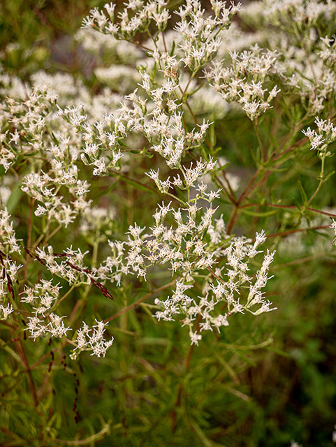 Hyssop-leaf Thoroughwort