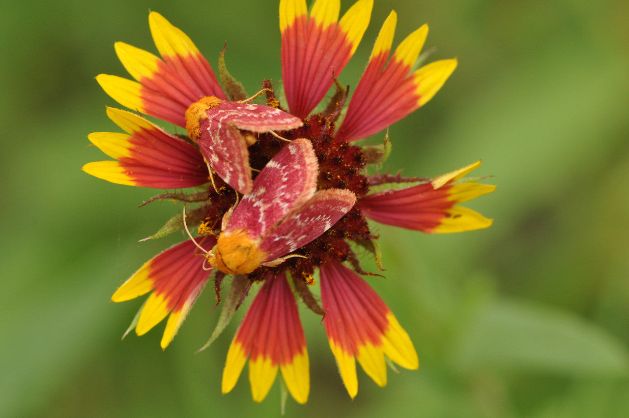 Pocket Prairie Mix