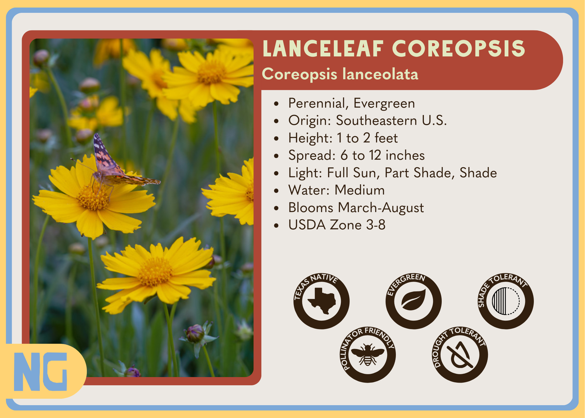 Lanceleaf Coreopsis