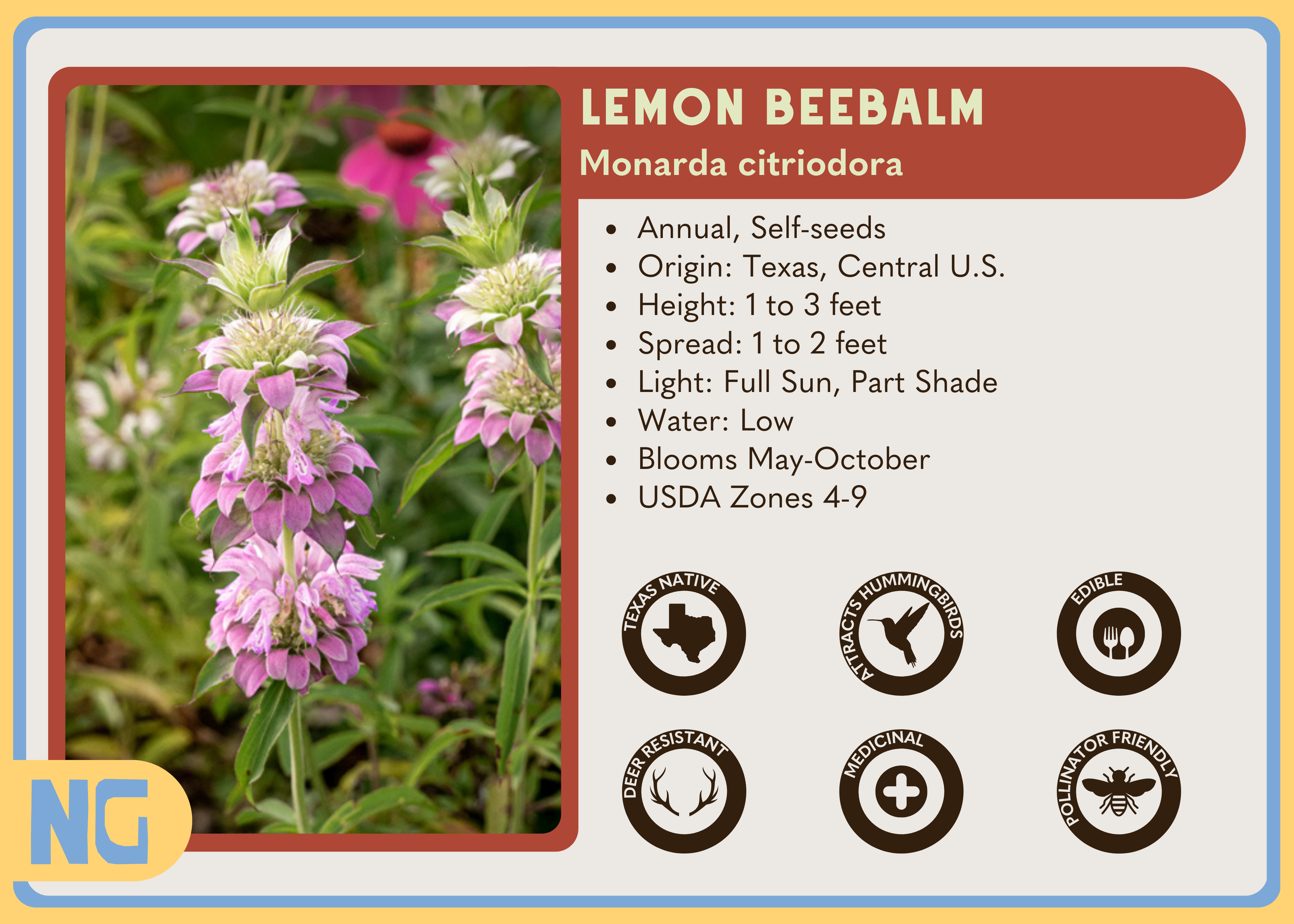 Lemon Beebalm