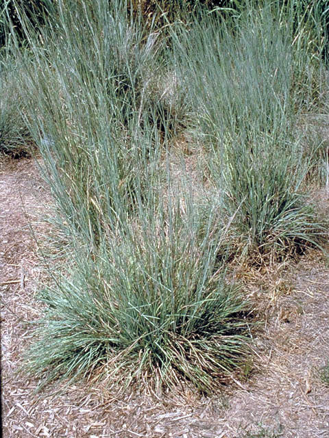 Little Bluestem