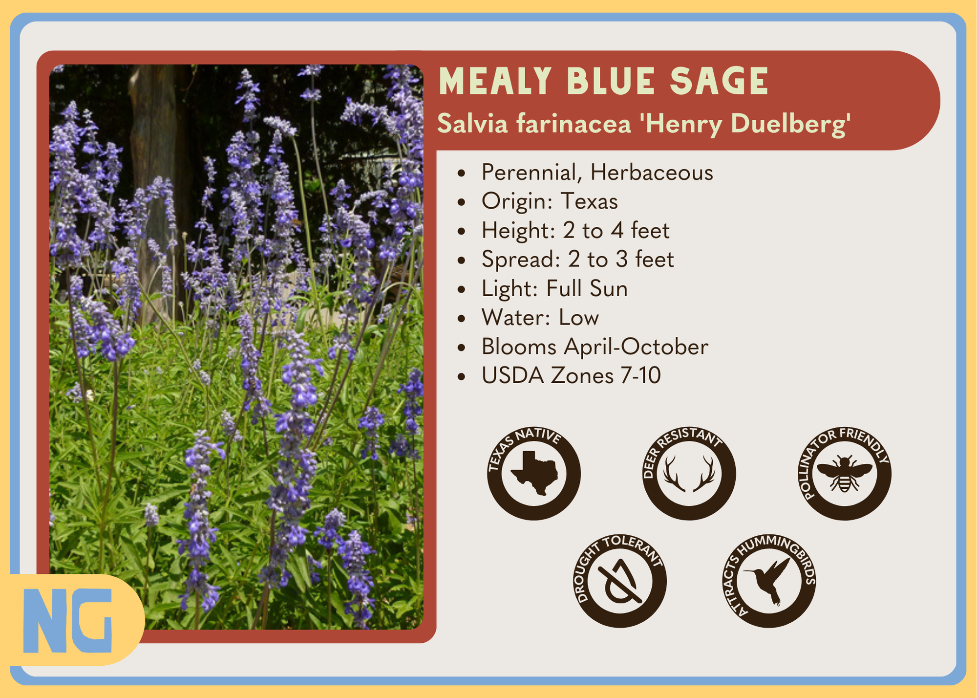 Mealy Blue Sage