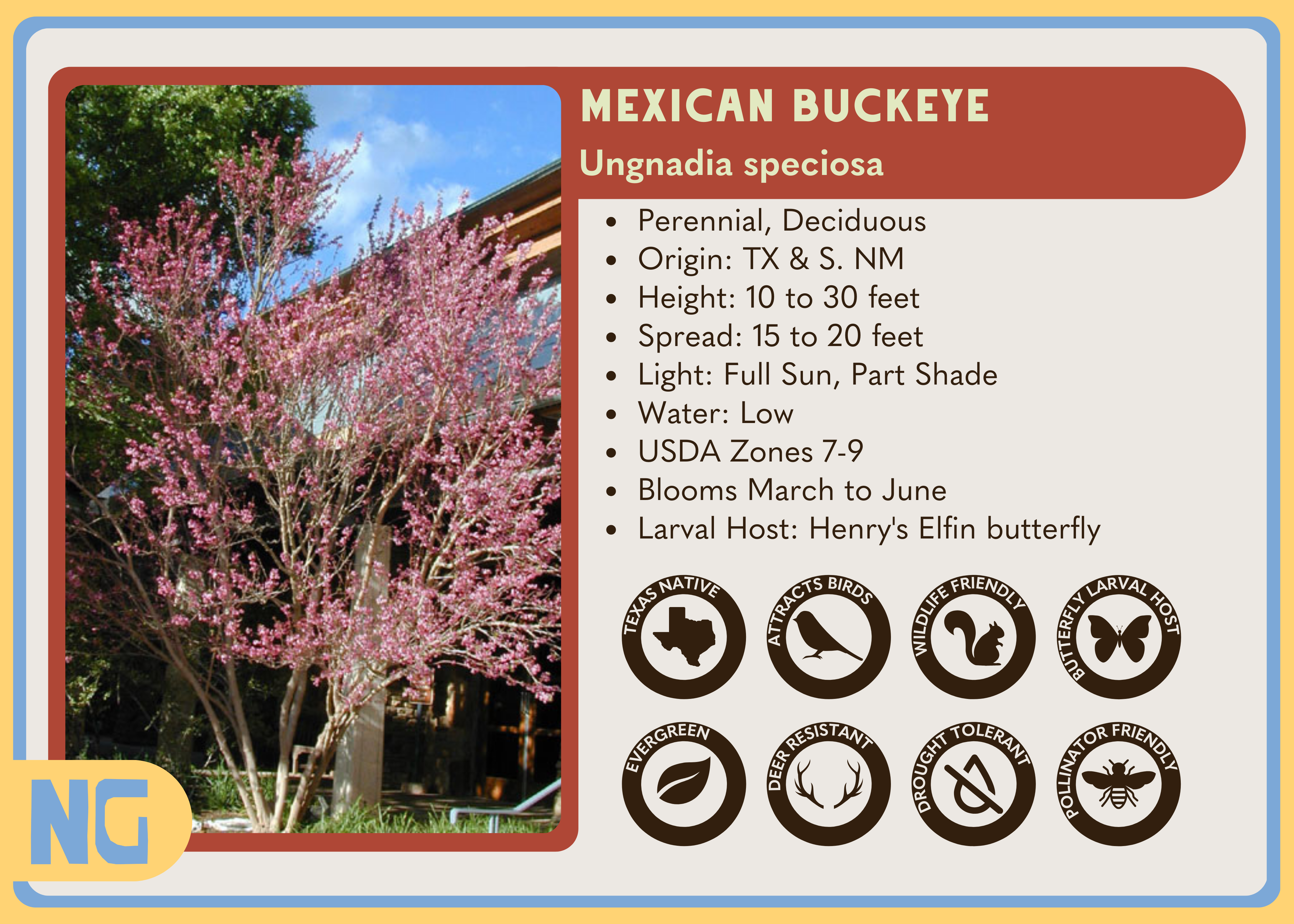 Mexican Buckeye