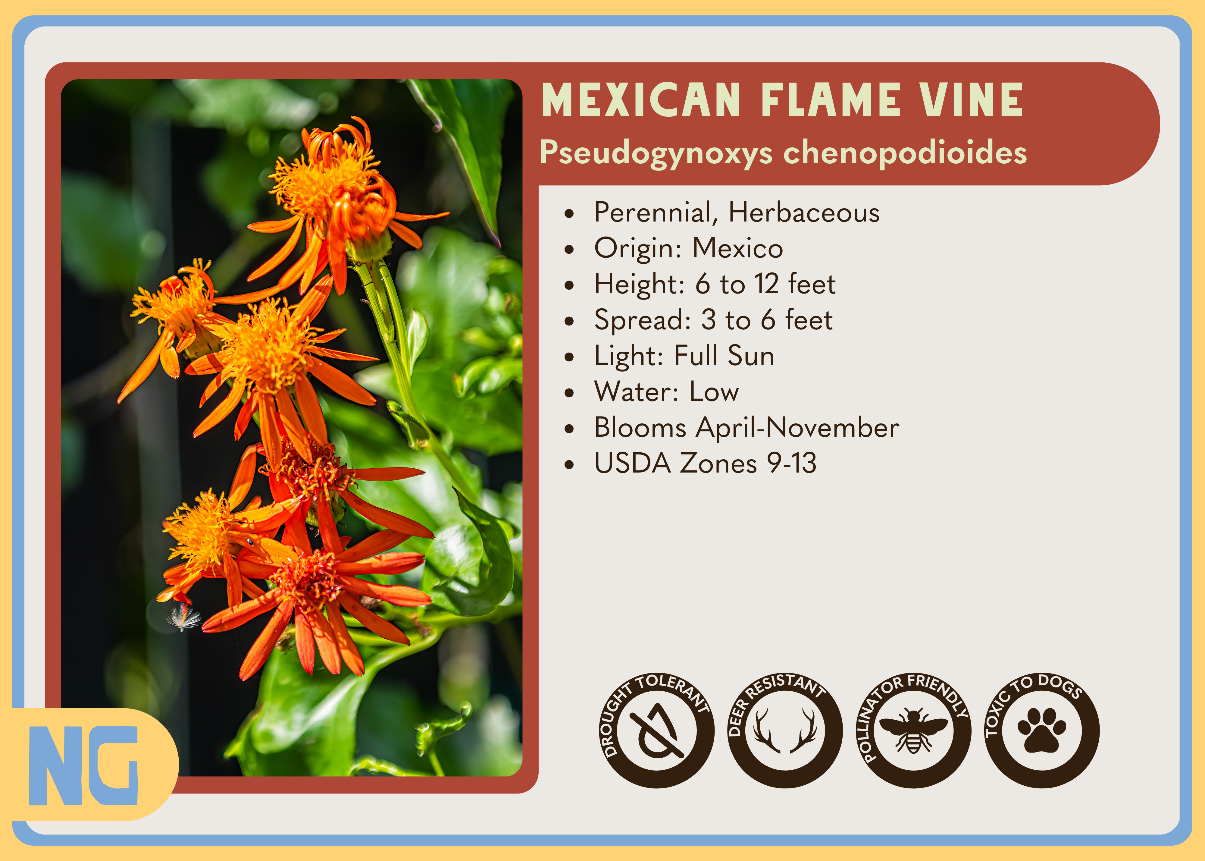 Mexican Flame Vine