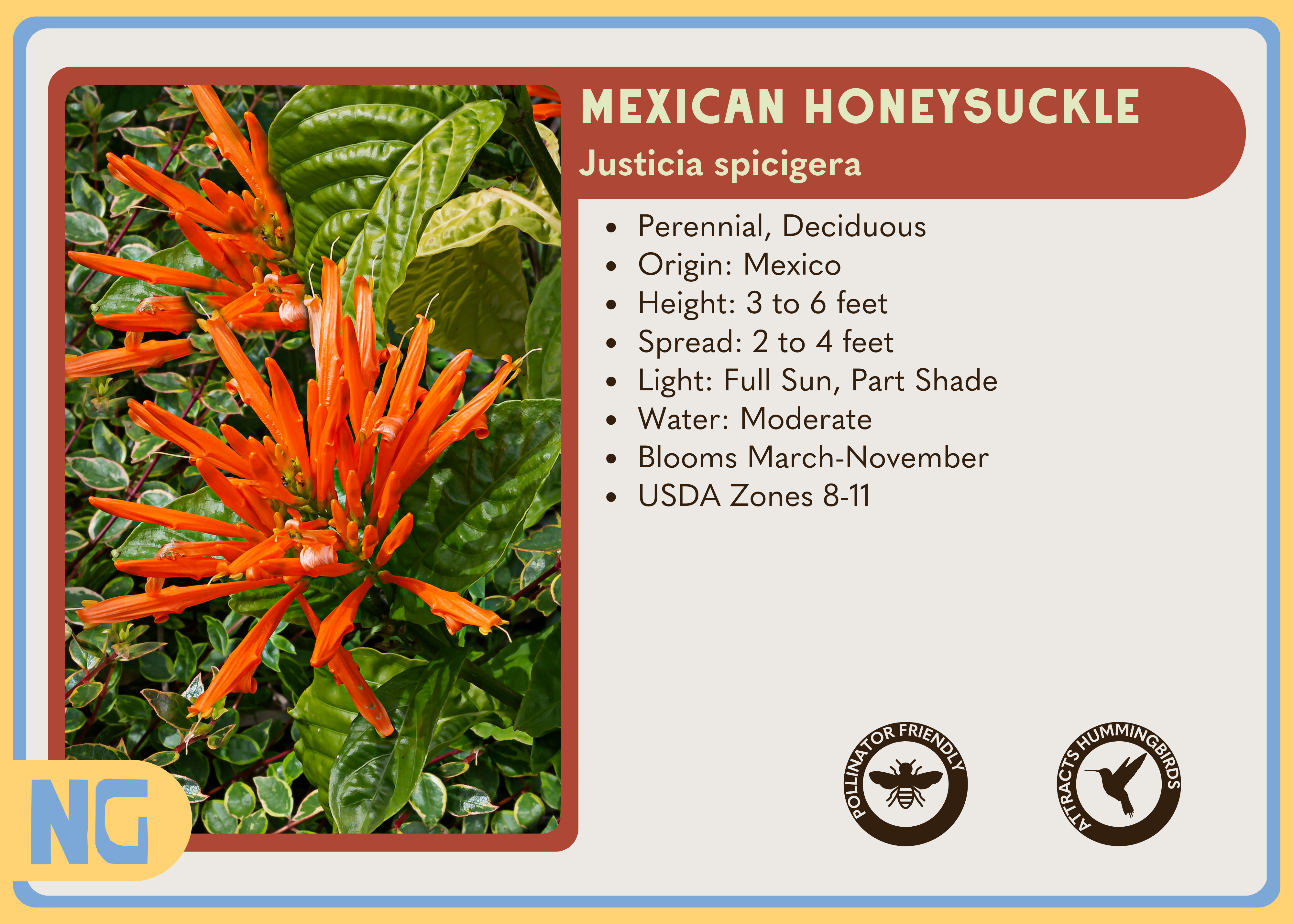 Mexican Honeysuckle