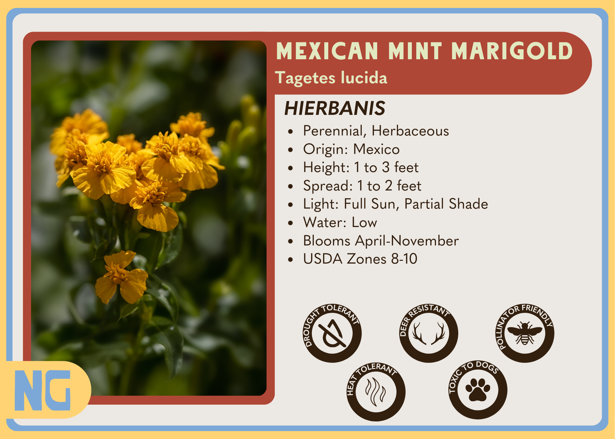 Mexican Mint Marigold