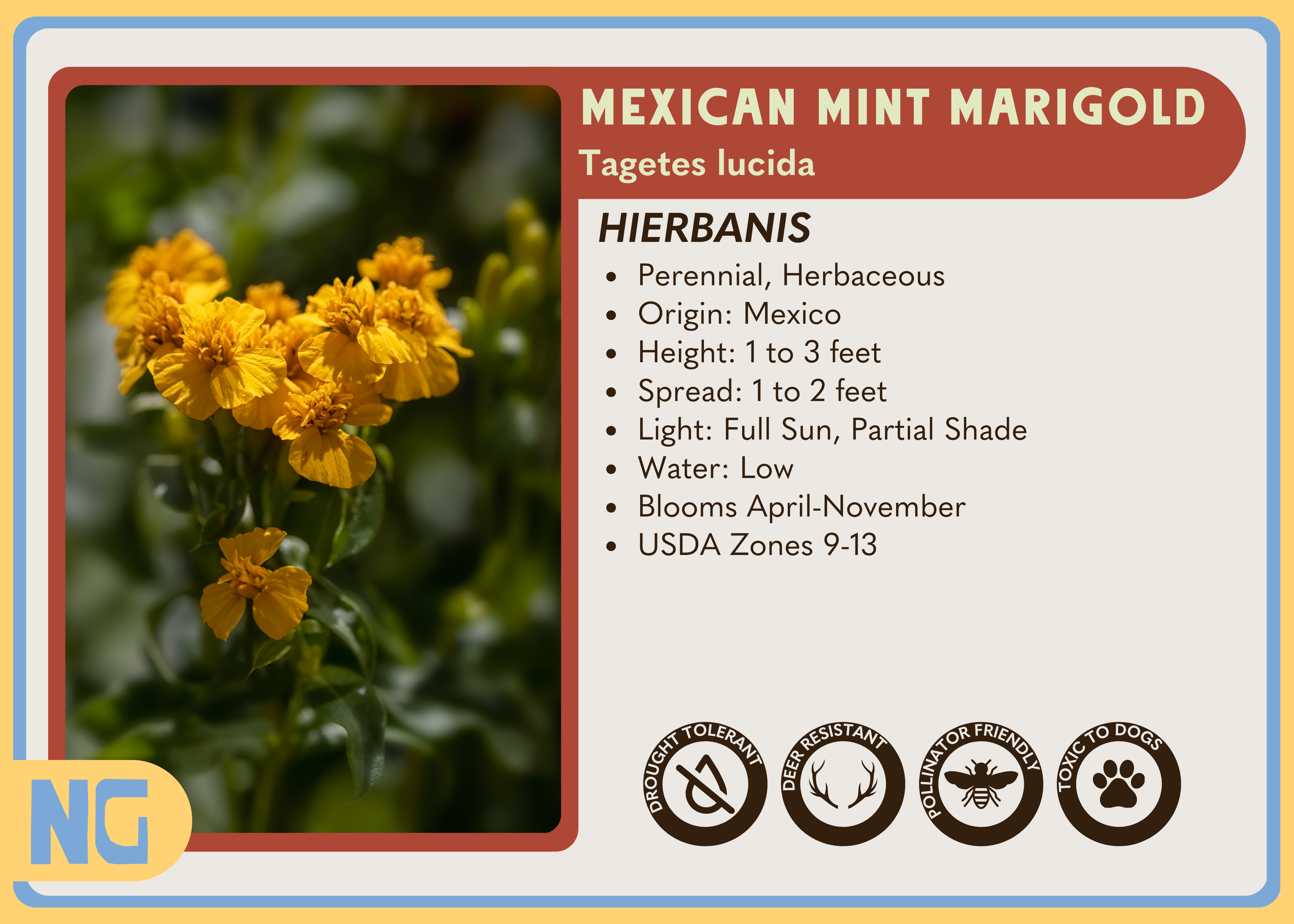 Mexican Mint Marigold