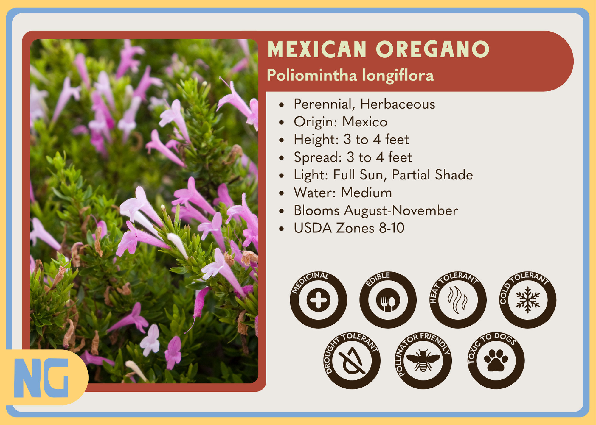 Mexican Oregano