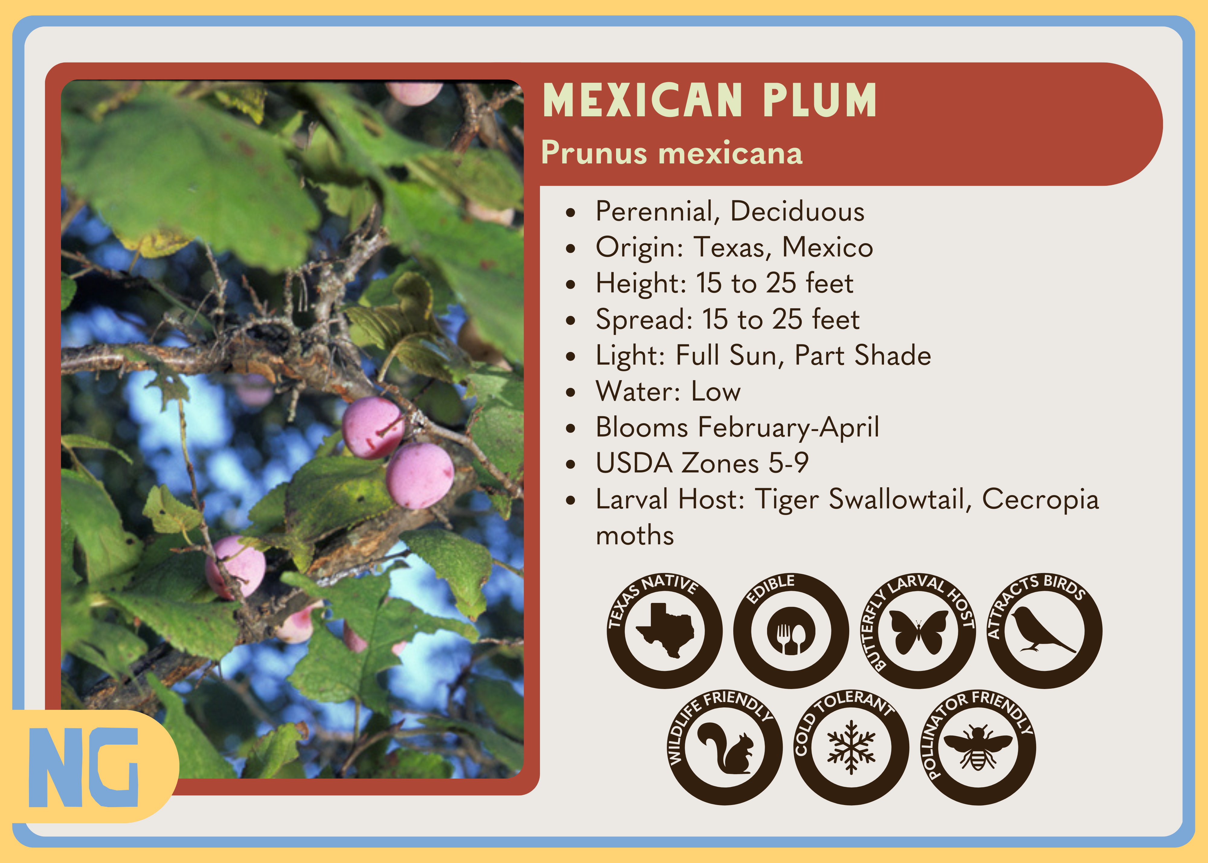 Mexican Plum