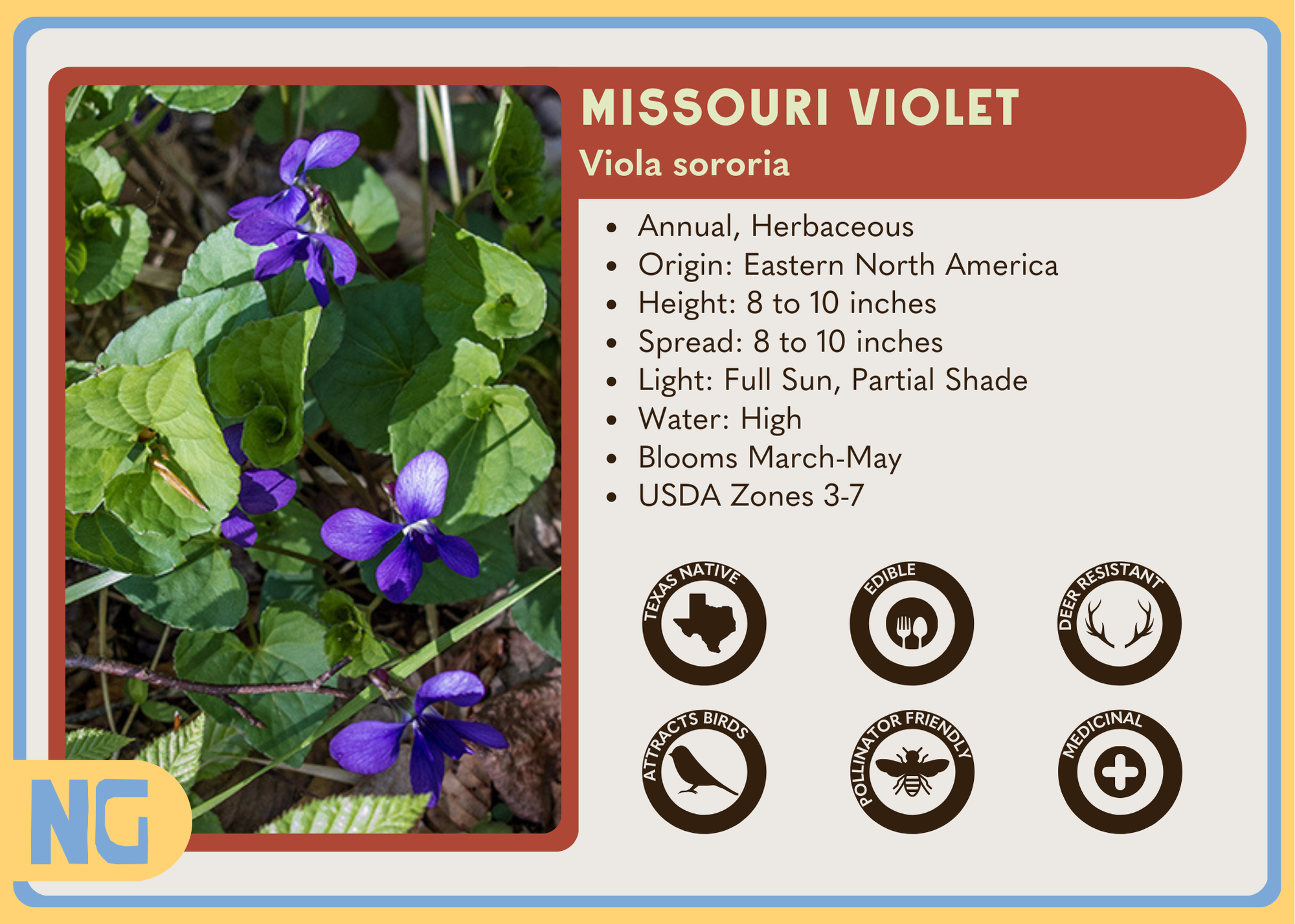 Missouri Violet