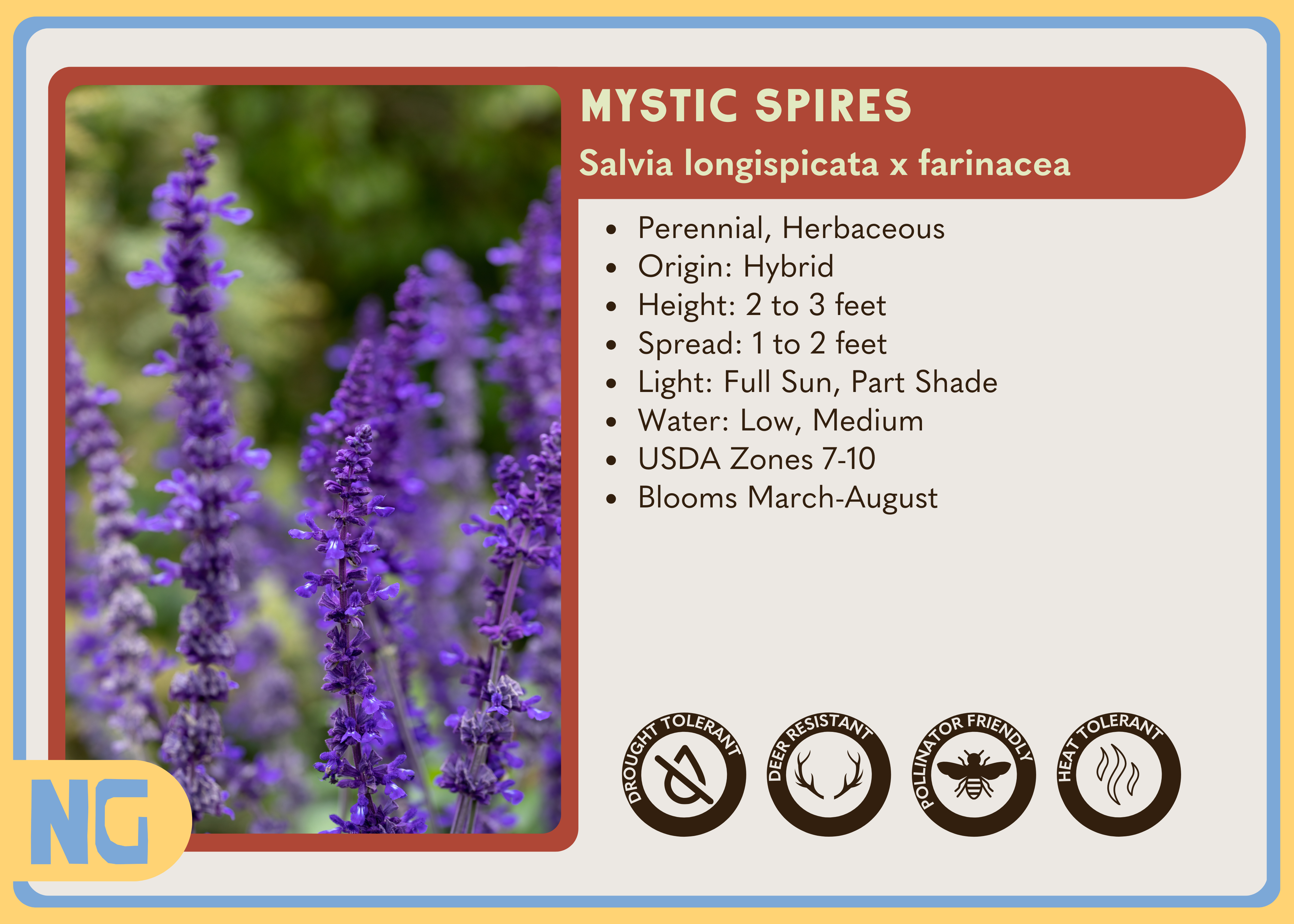 Mystic Spires Salvia