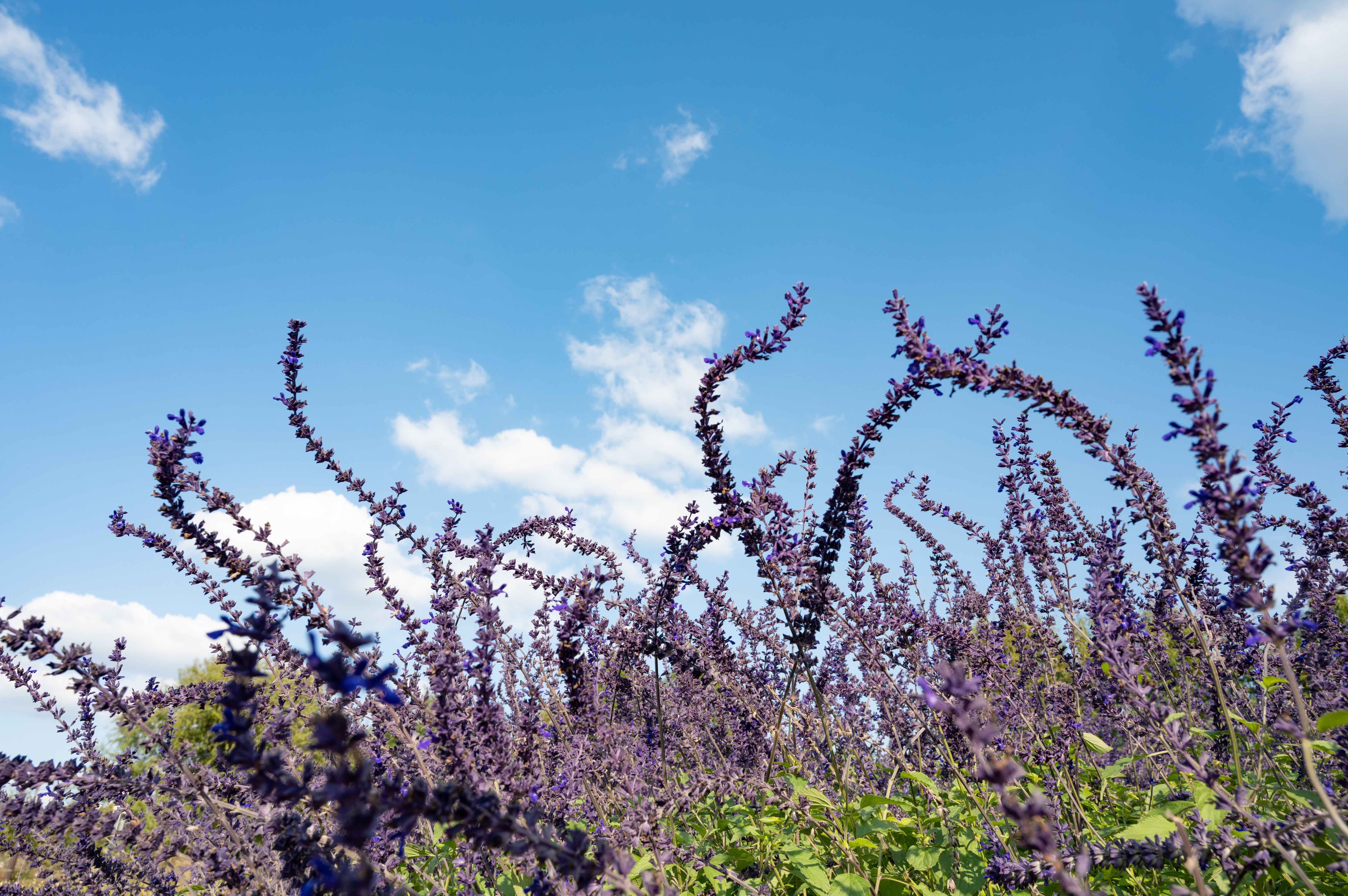 Mystic Spires Salvia