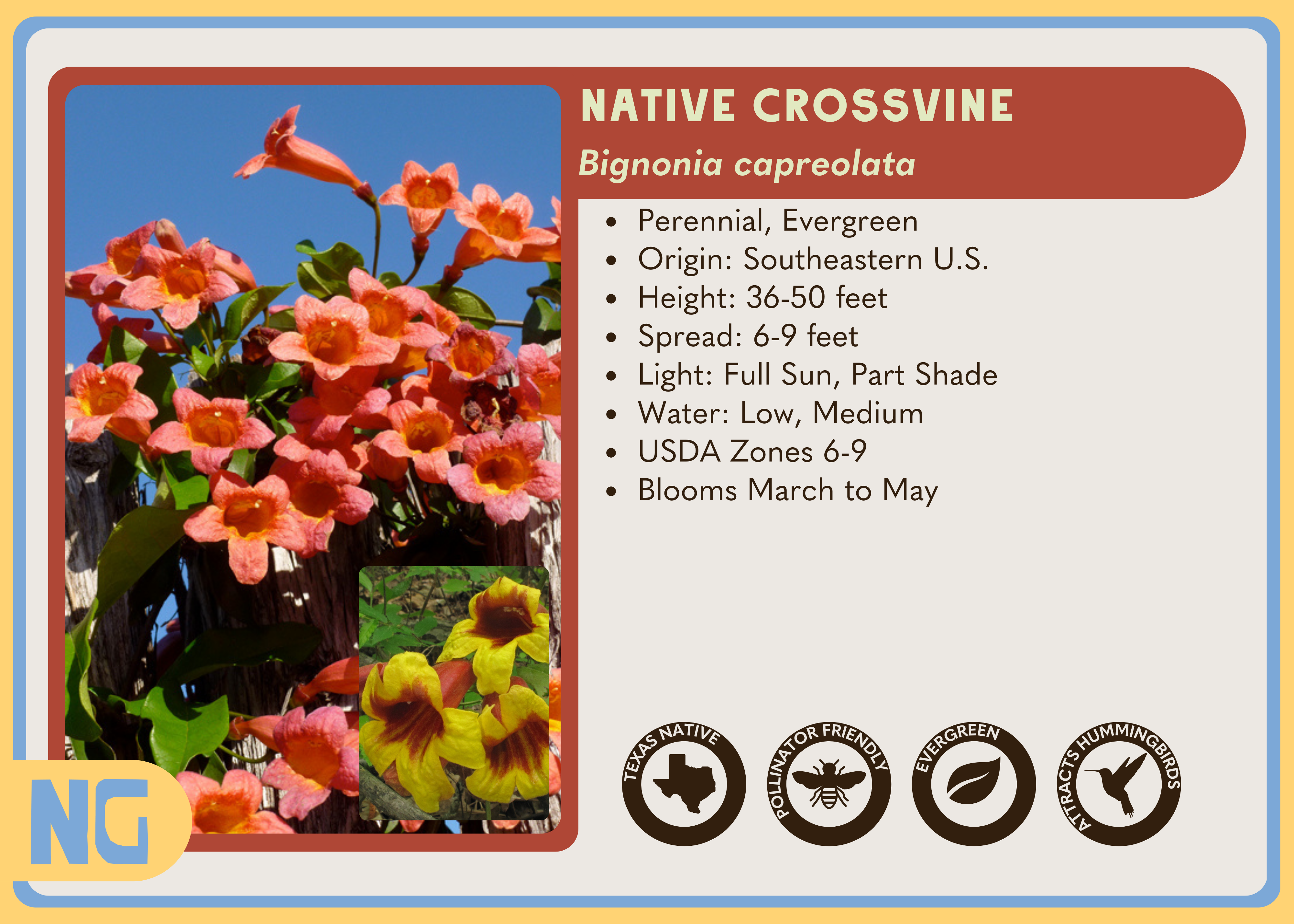 Native Crossvine