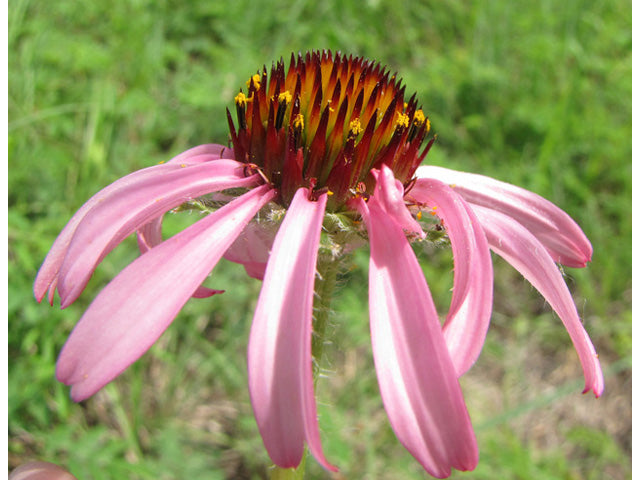 Narrow-leaf Coneflower