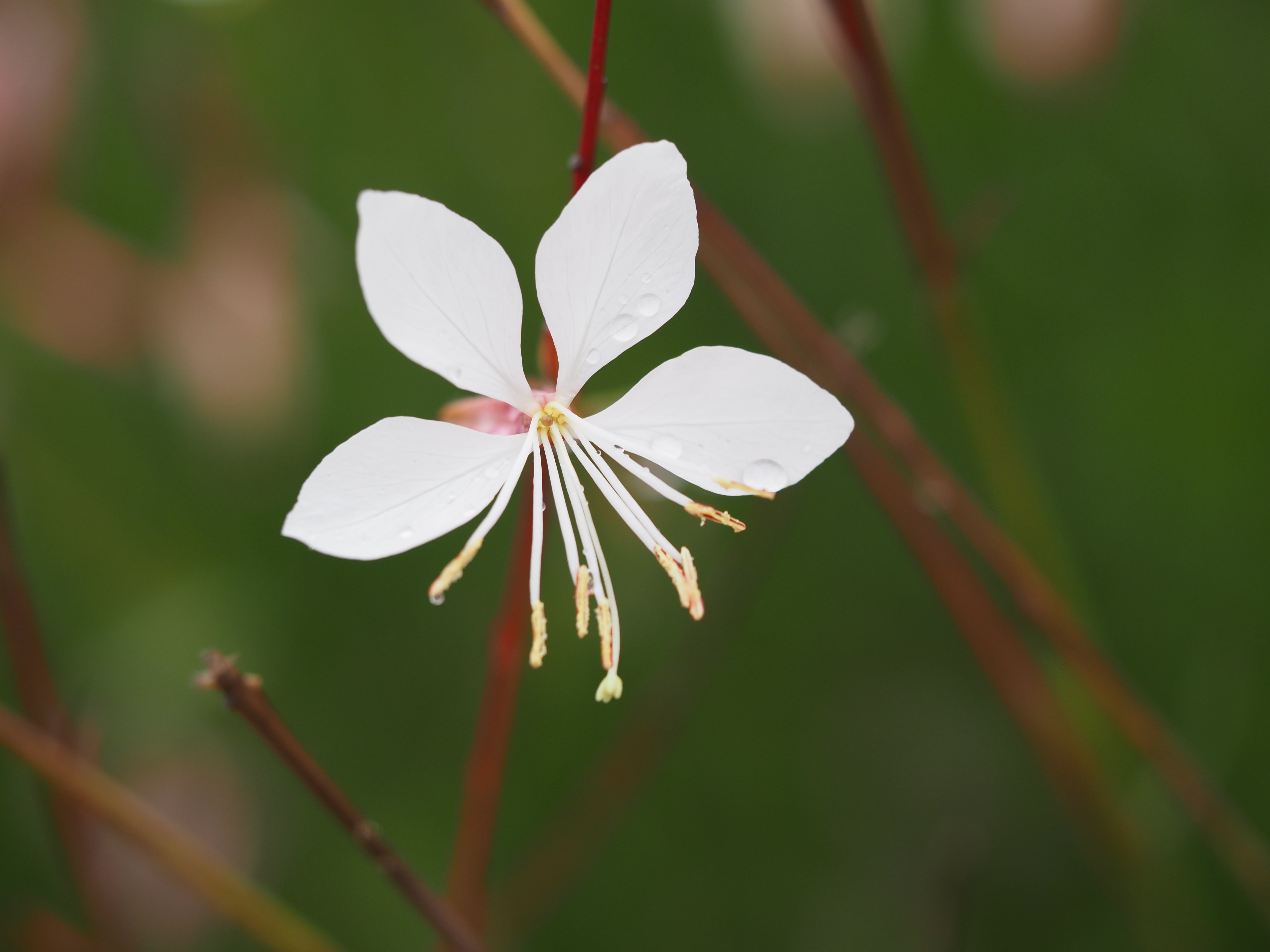 pink gaura