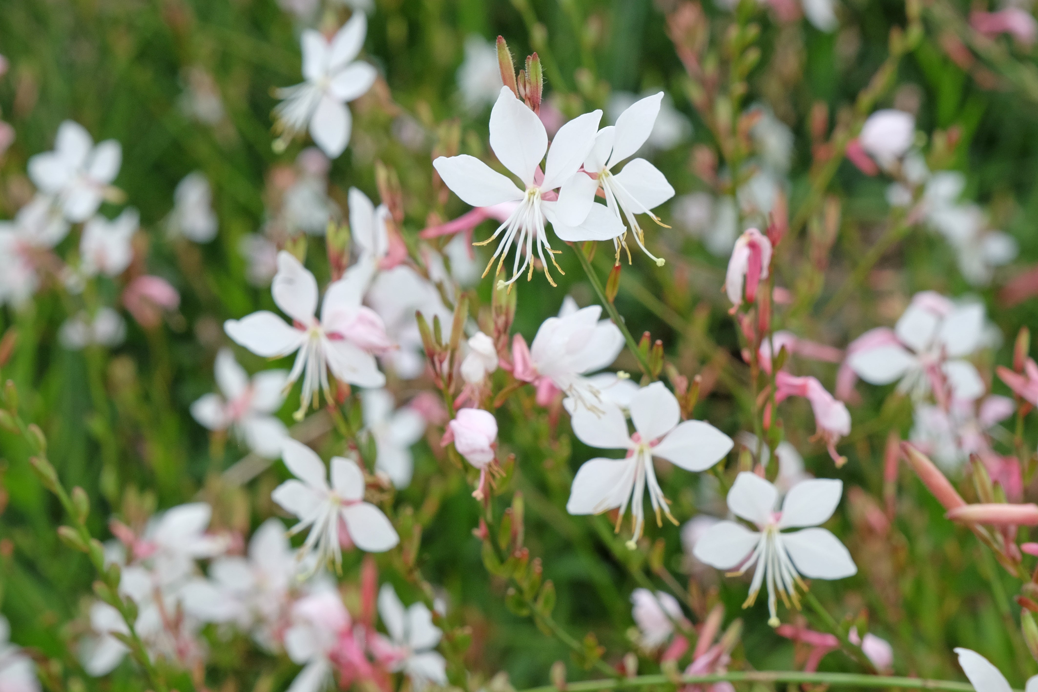 pink gaura