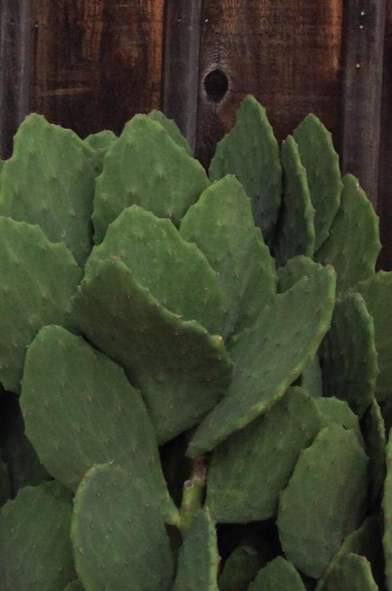 prickly pear old Mexico