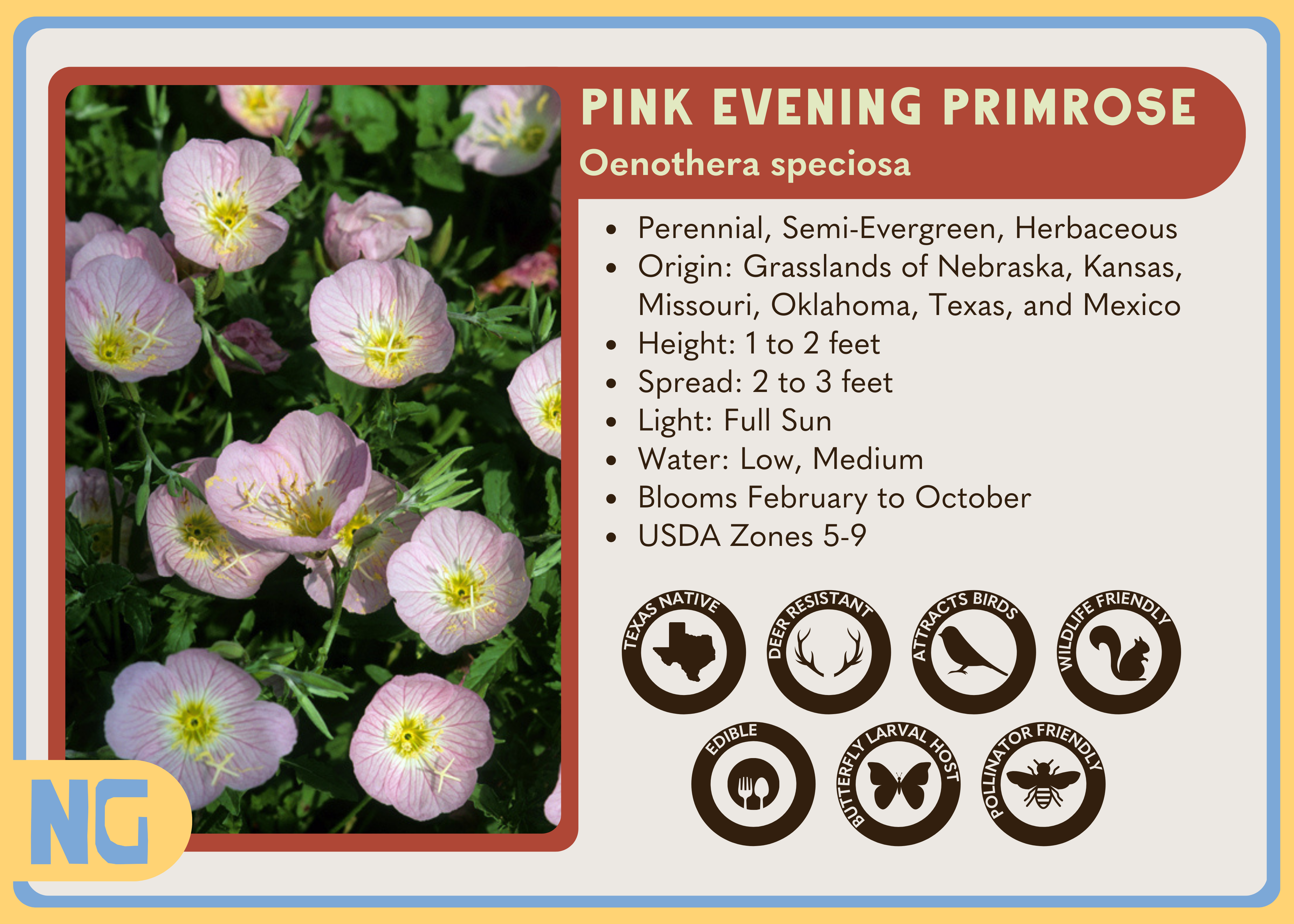 Pink Evening Primrose