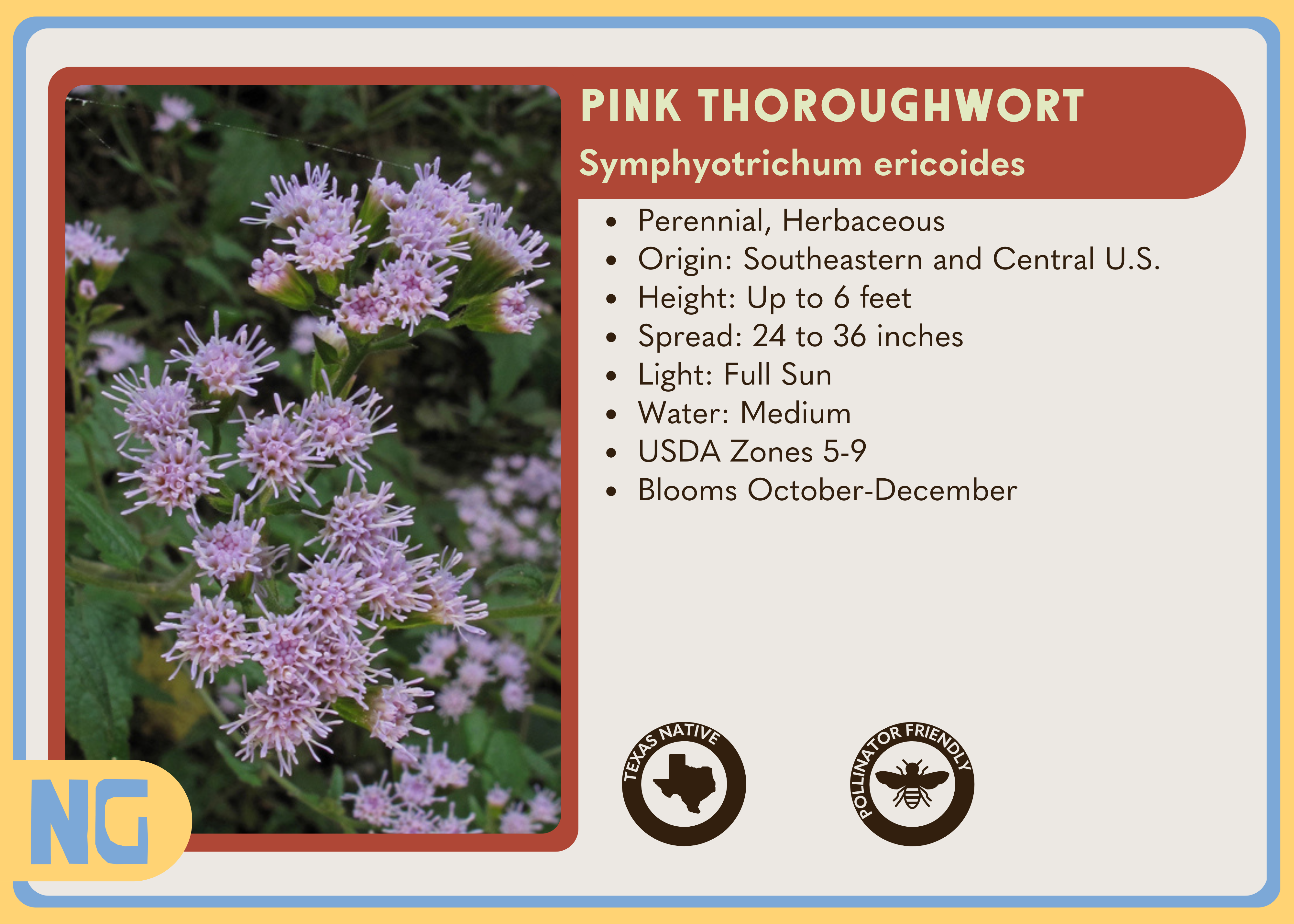 Pink Thoroughwort