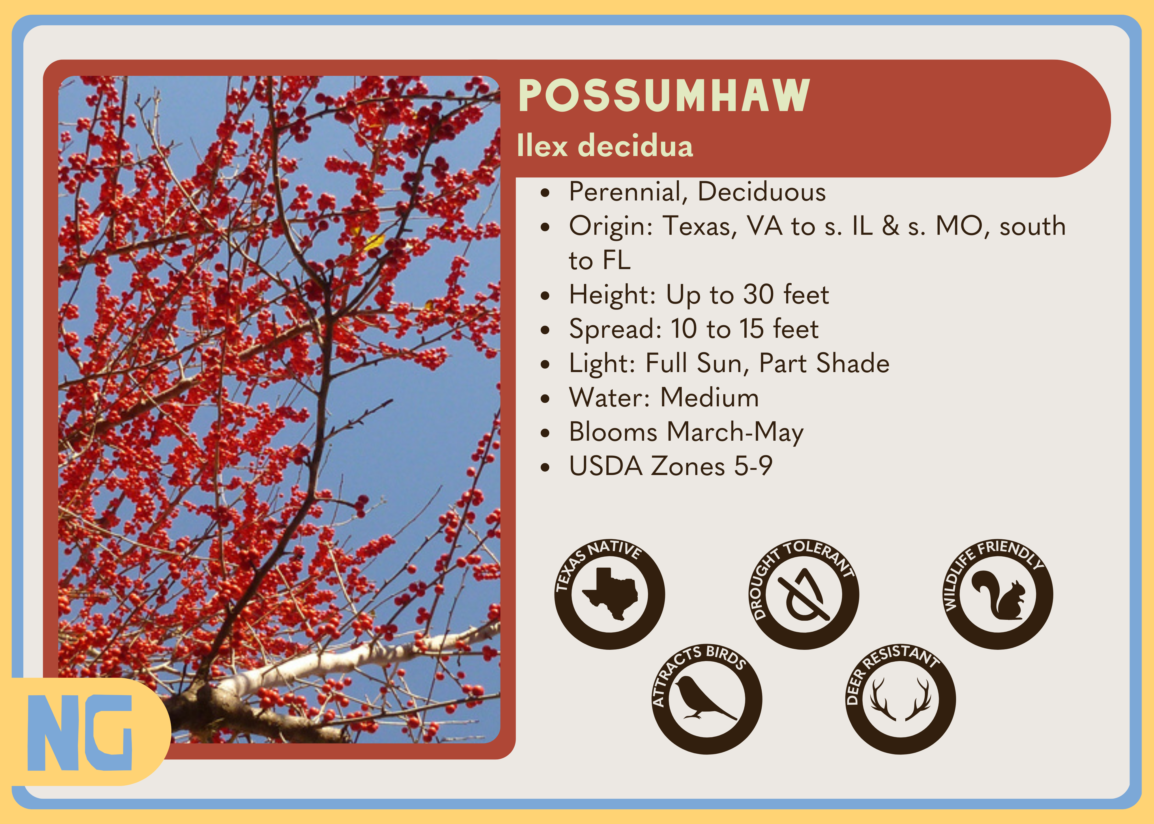 Possumhaw