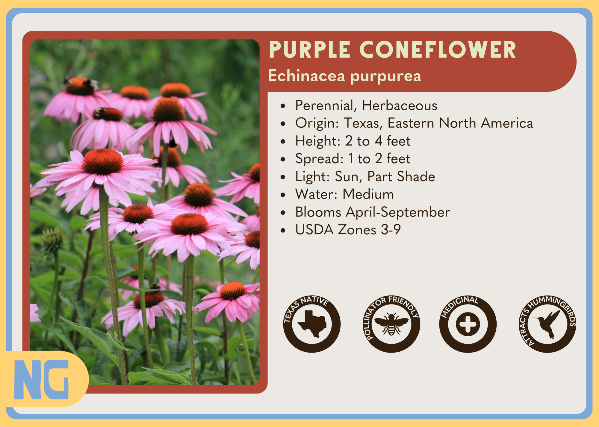 Purple Coneflower