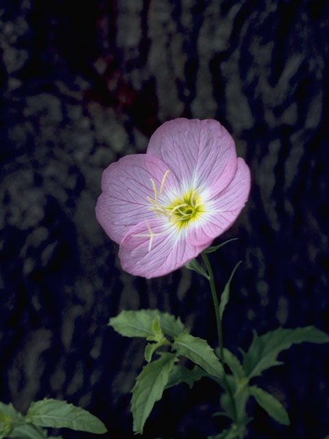 Pink Evening Primrose