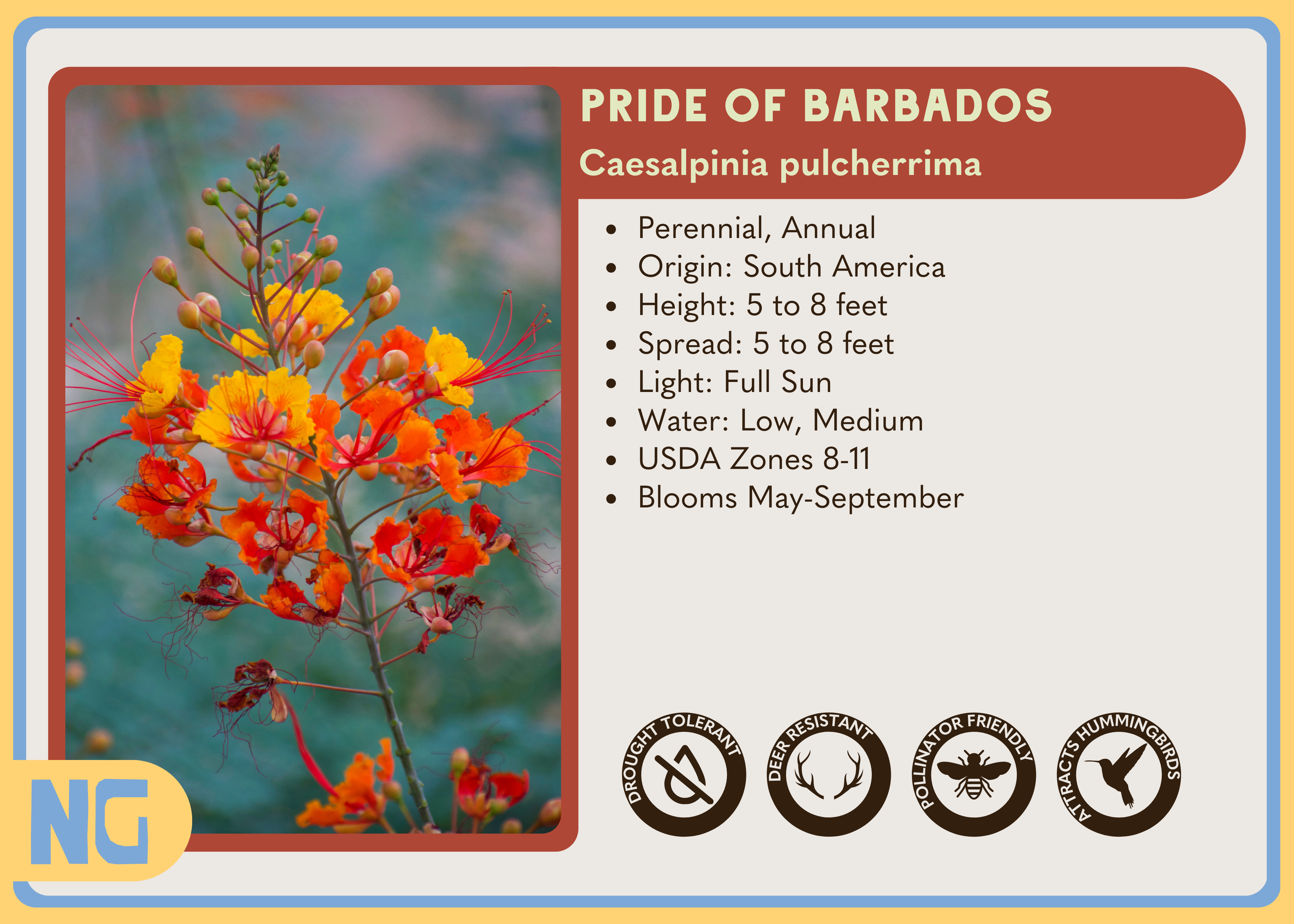 Pride of Barbados