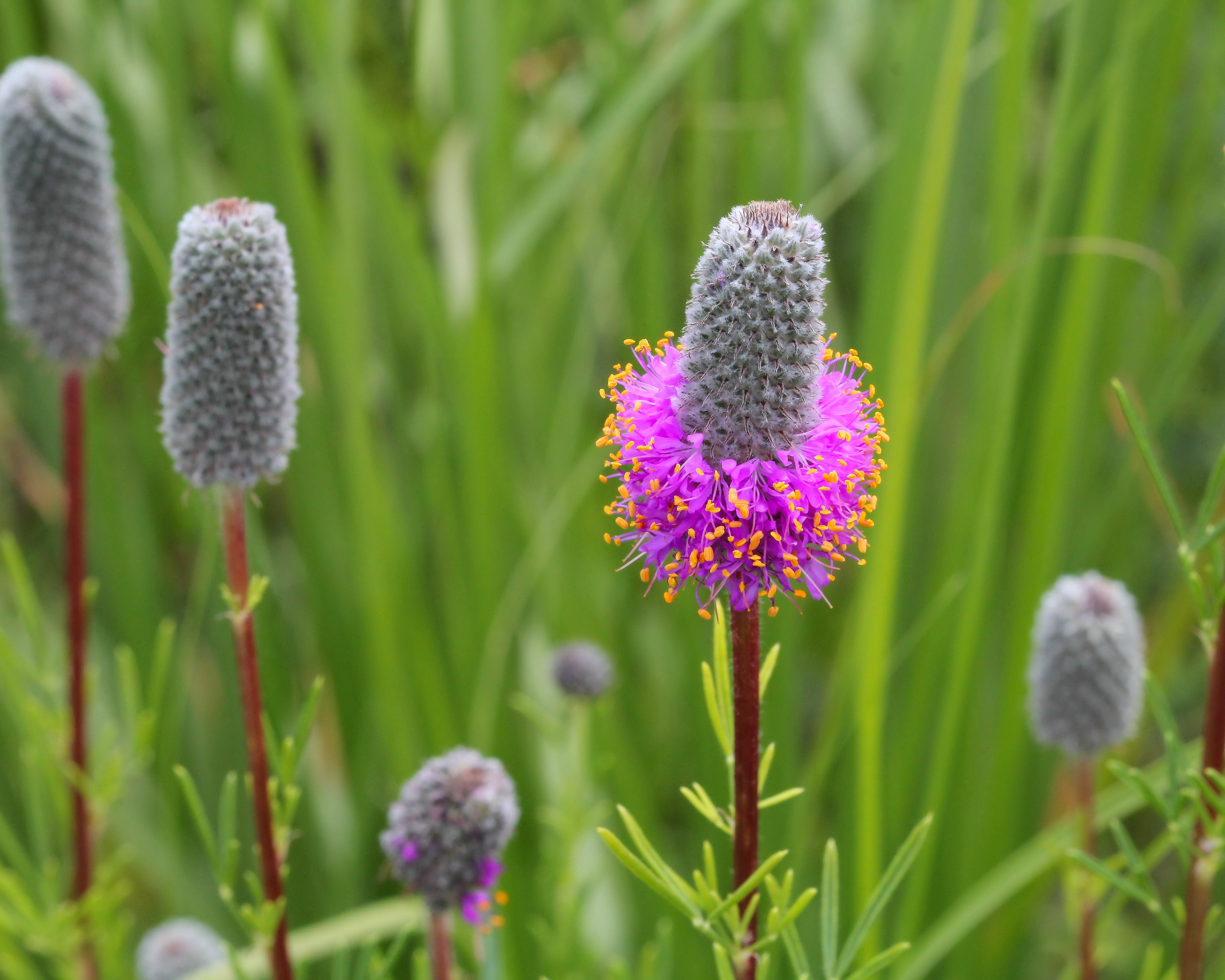 Purple Prairie Clover