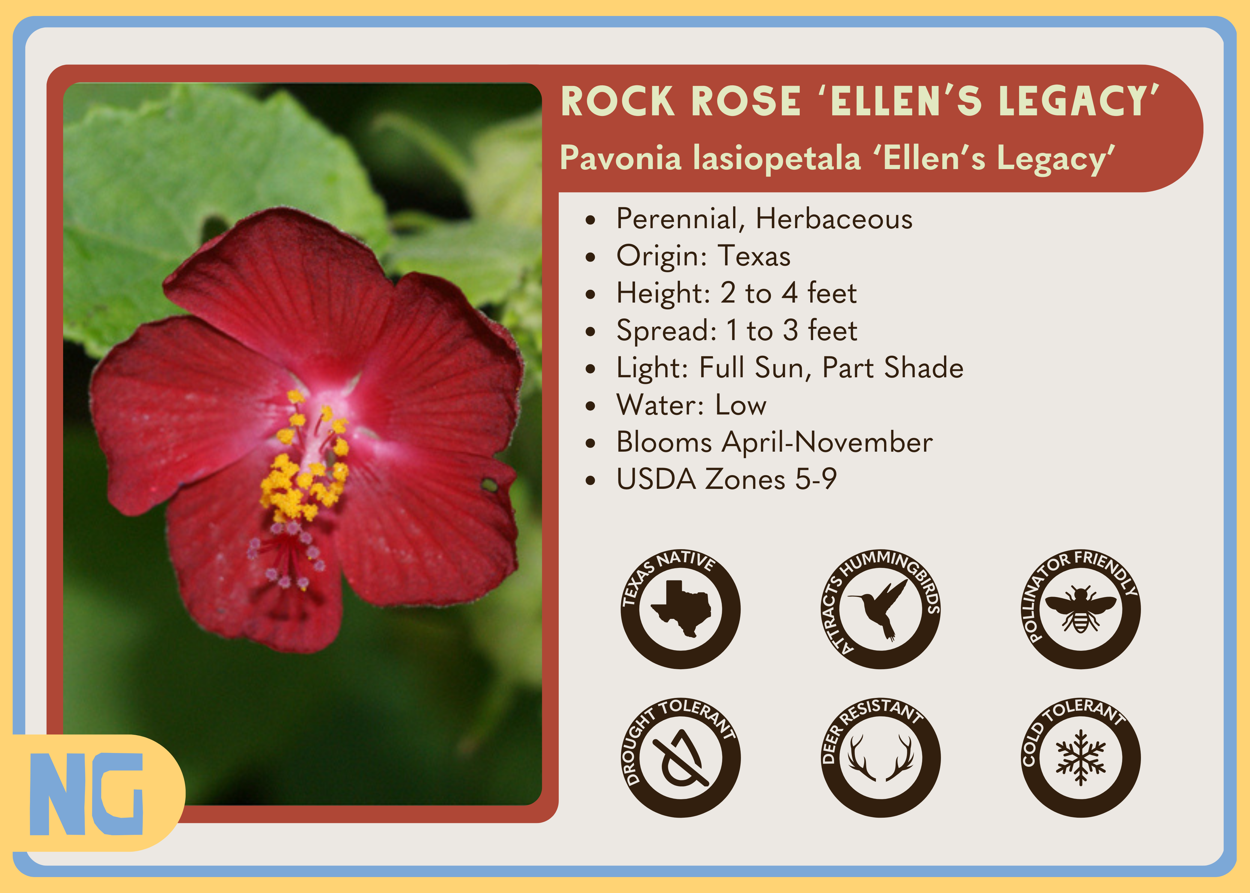 Rock Rose 'Ellen's Legacy'