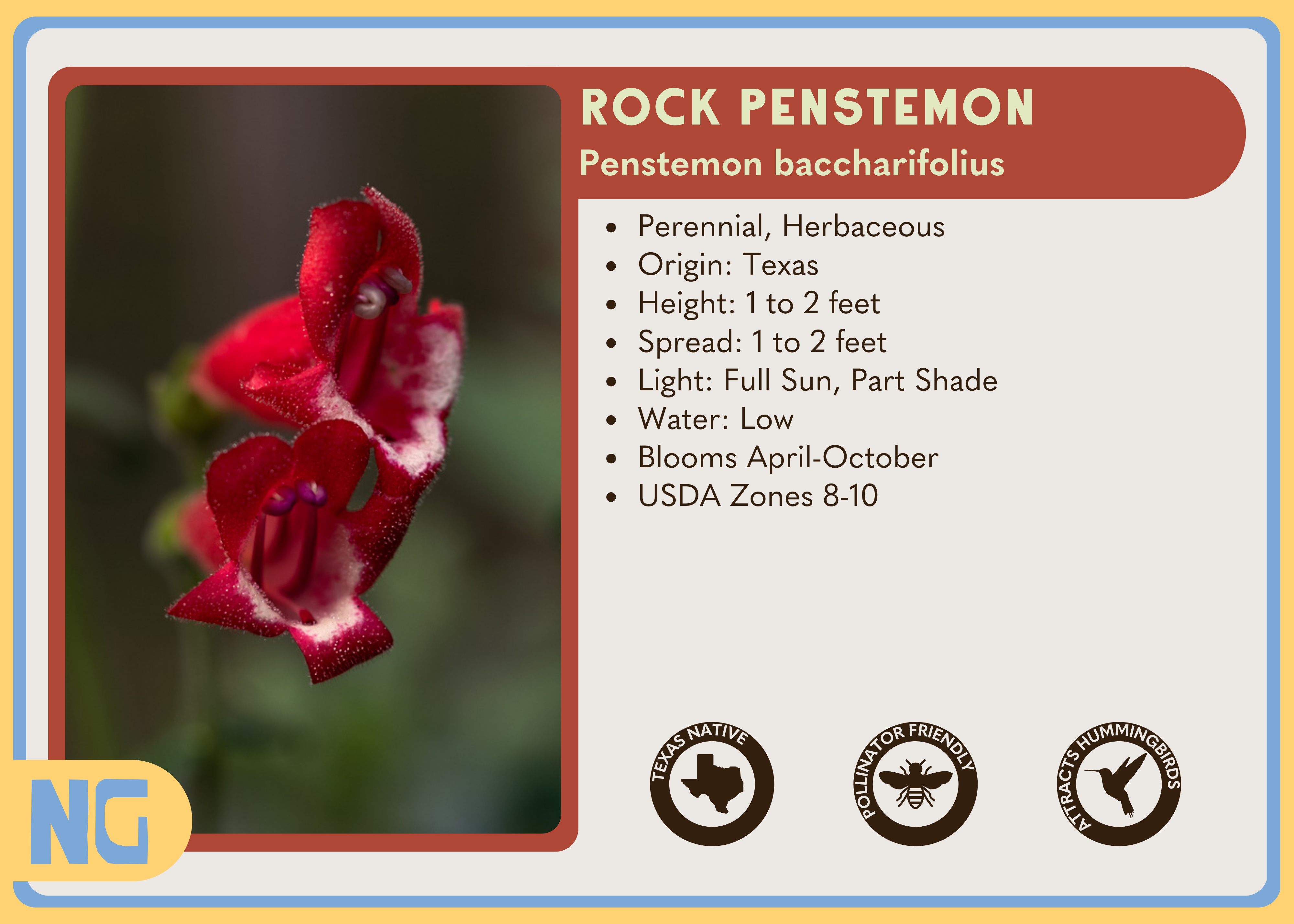 Rock Penstemon