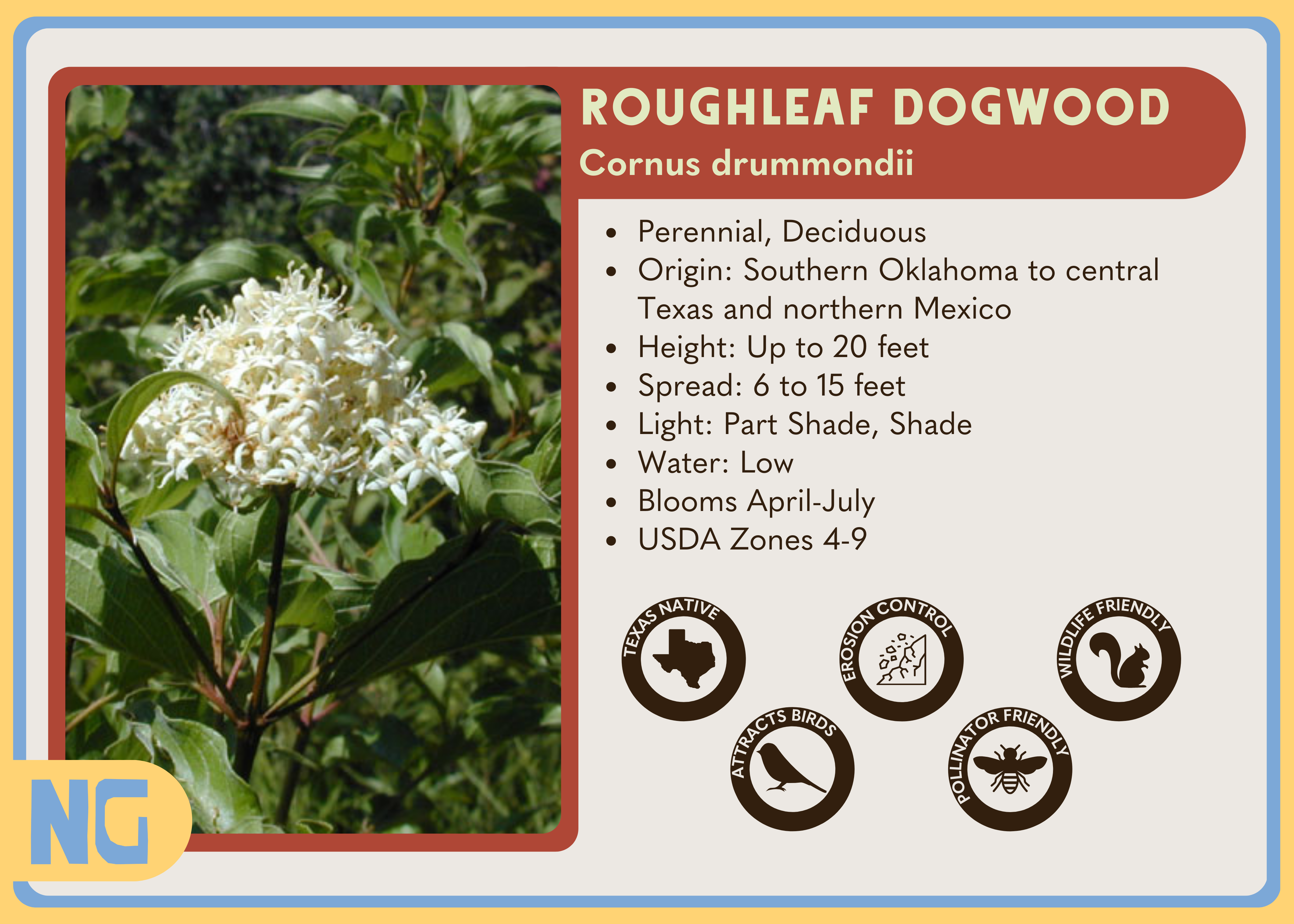 Roughleaf Dogwood