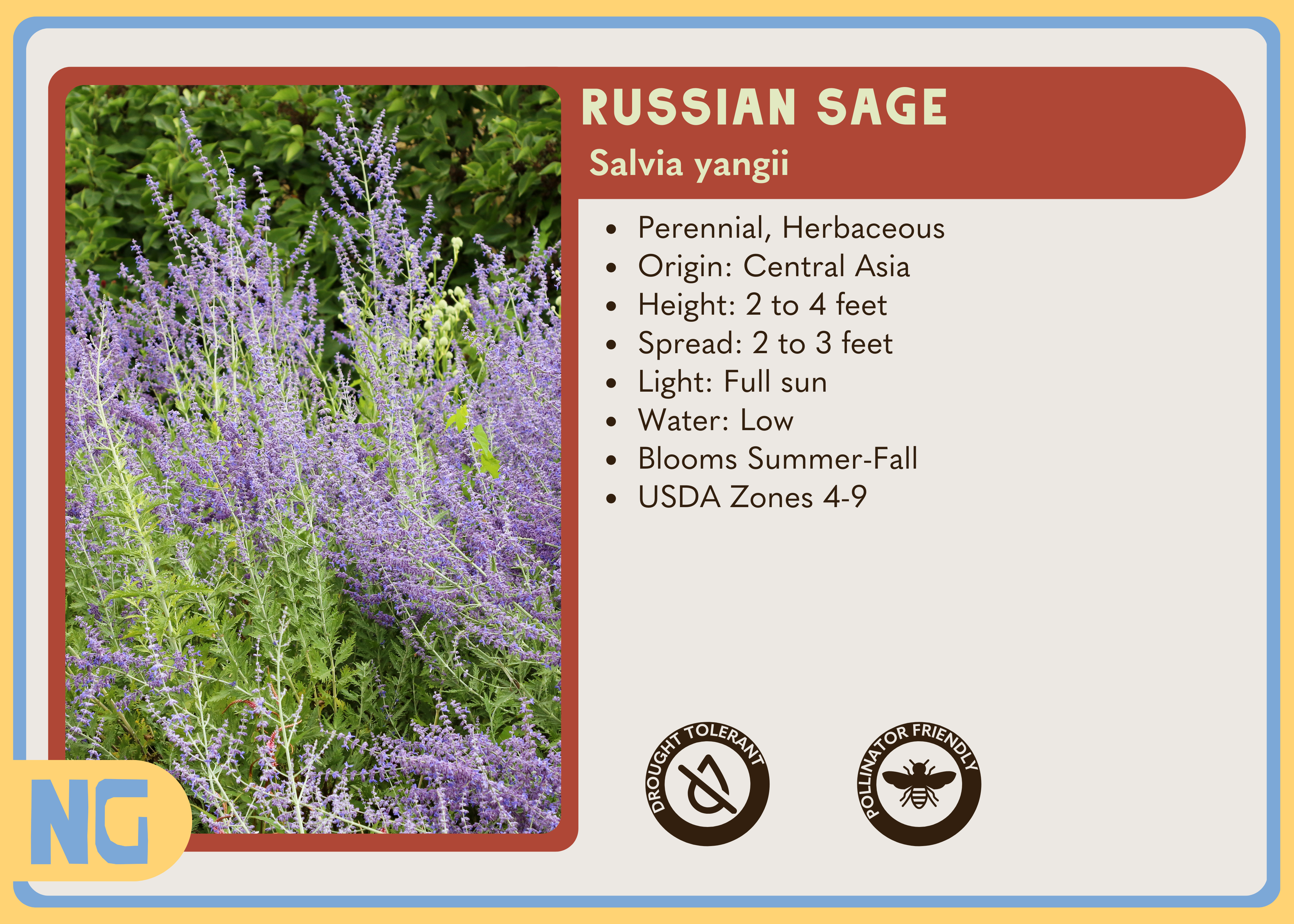 Russian Sage