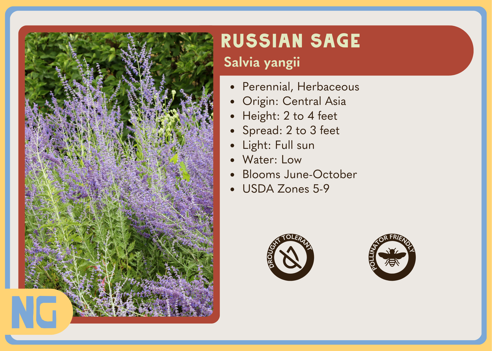 Russian Sage