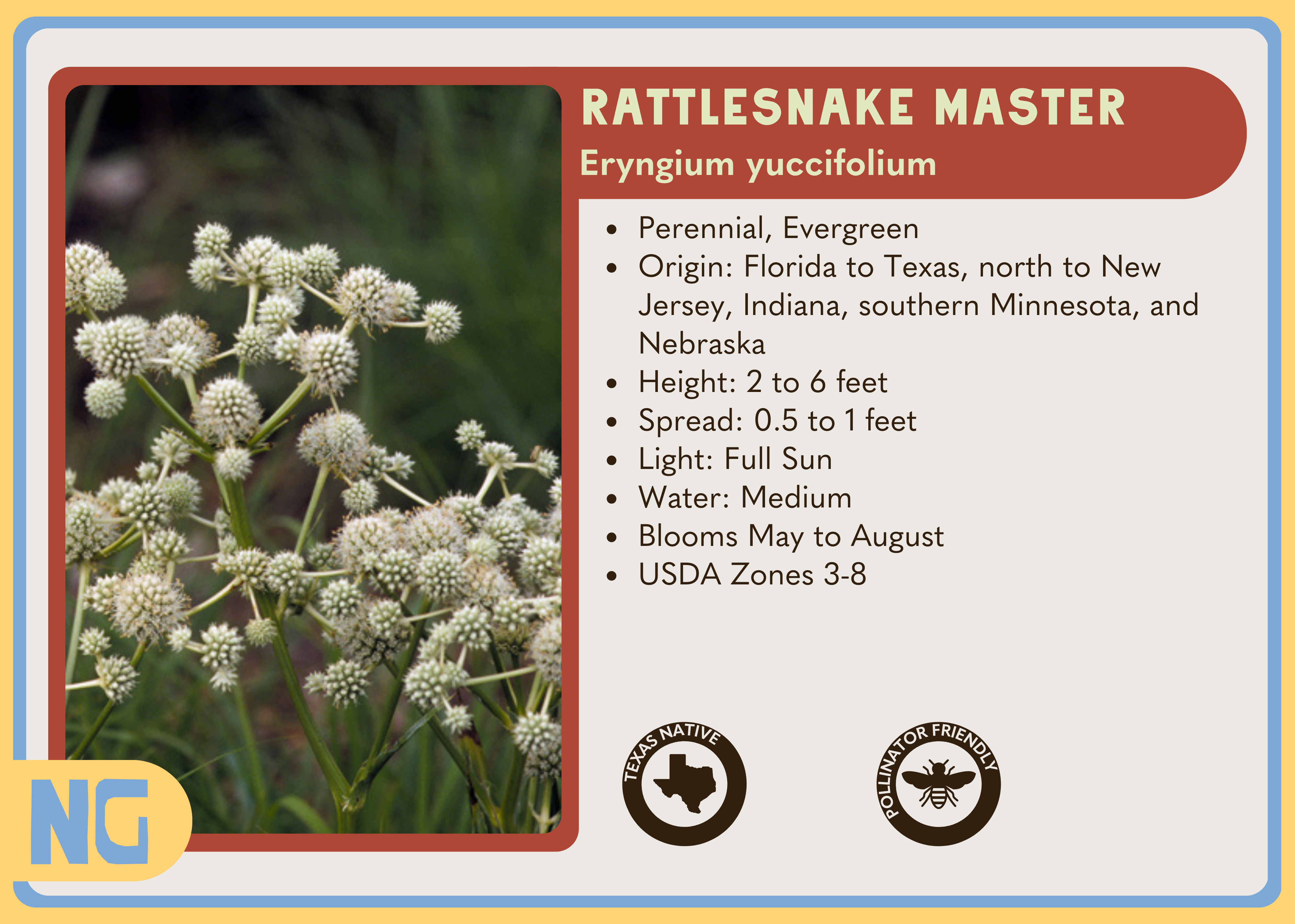 Rattlesnake Master