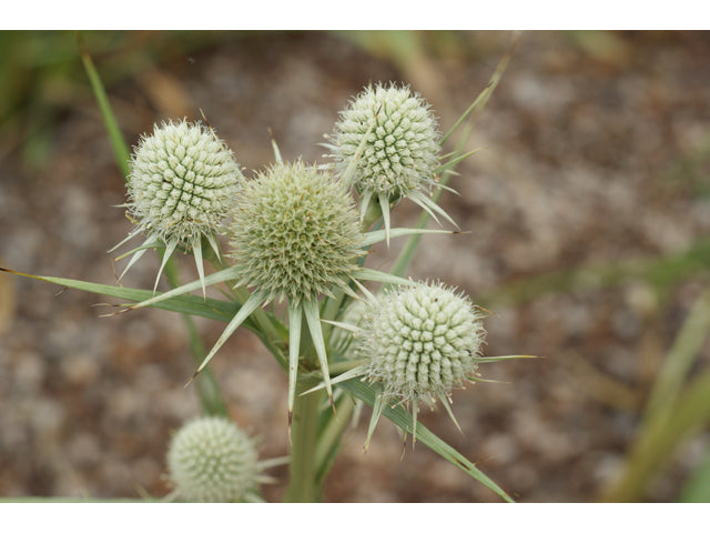 Rattlesnake Master