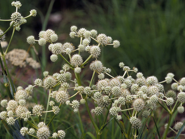 Rattlesnake Master