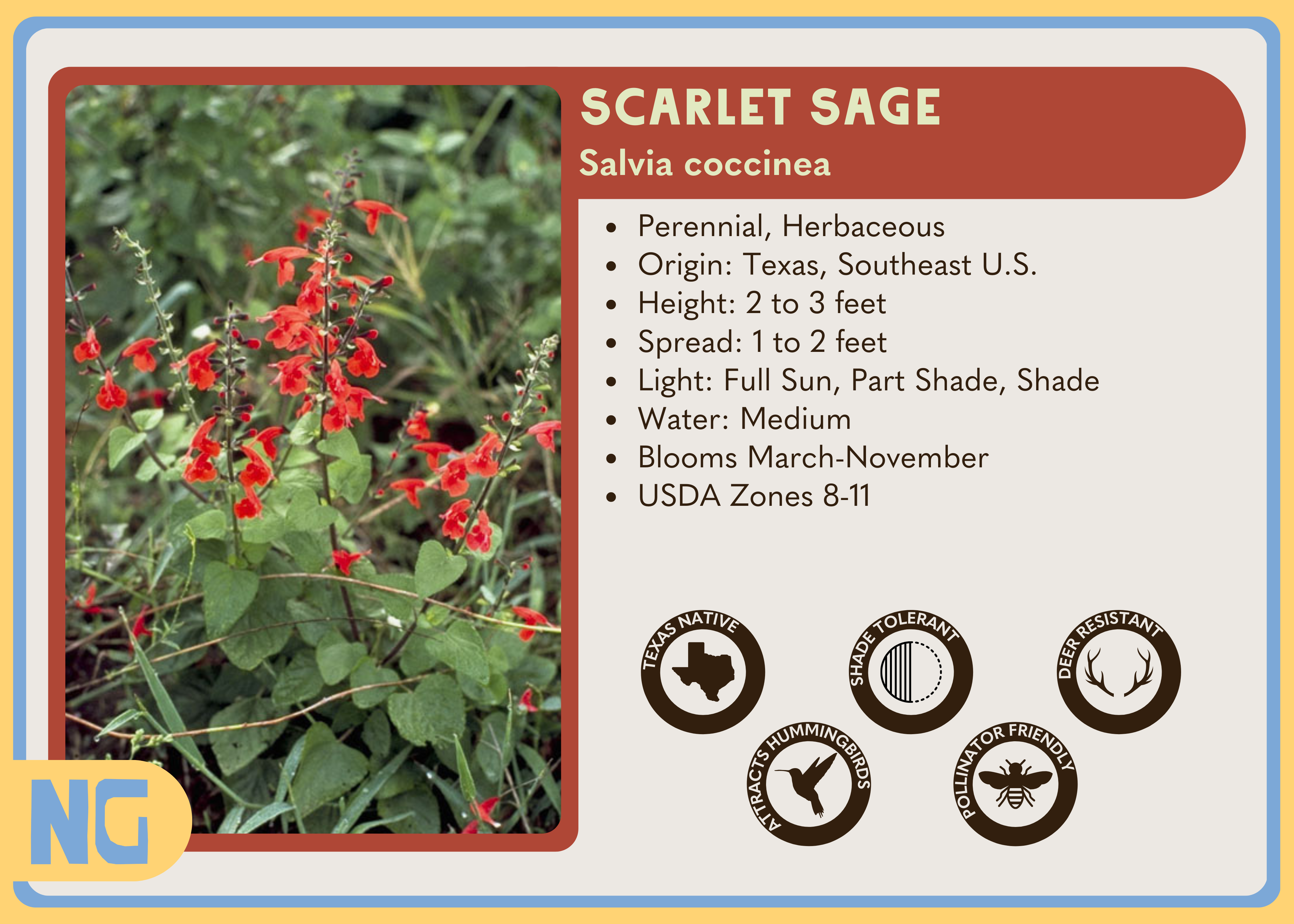 Scarlet Sage