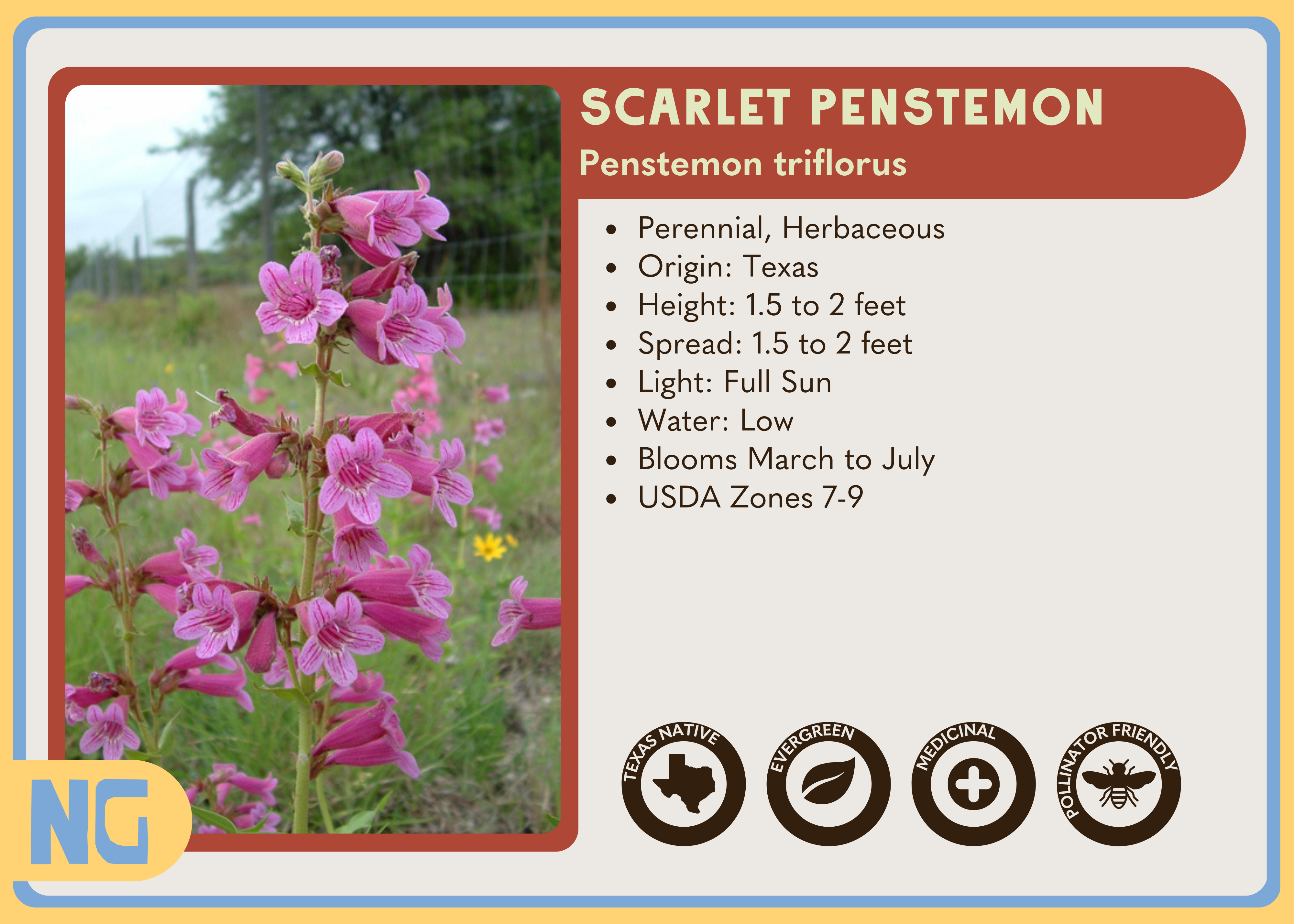 Scarlet Penstemon