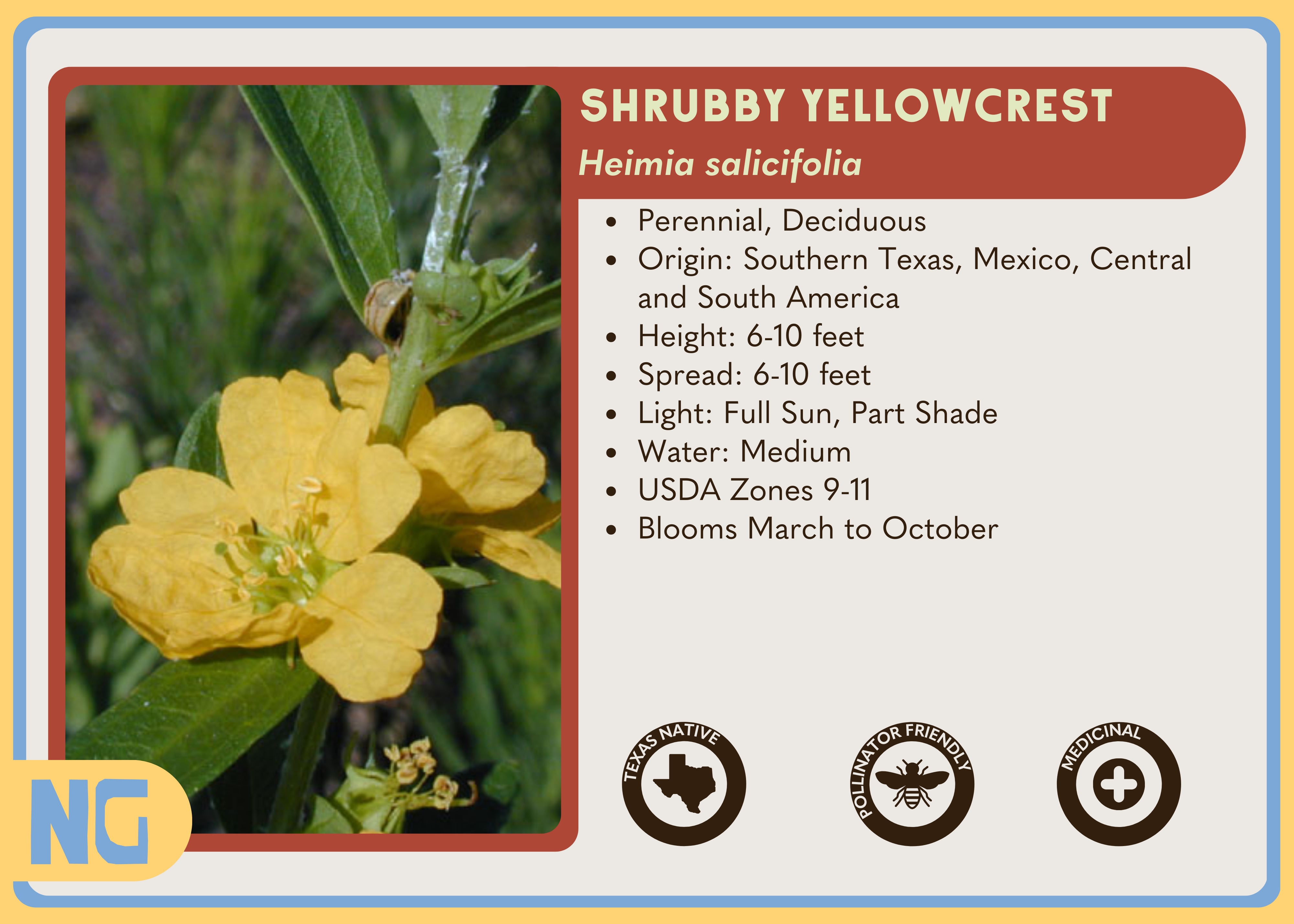 Shrubby Yellowcrest