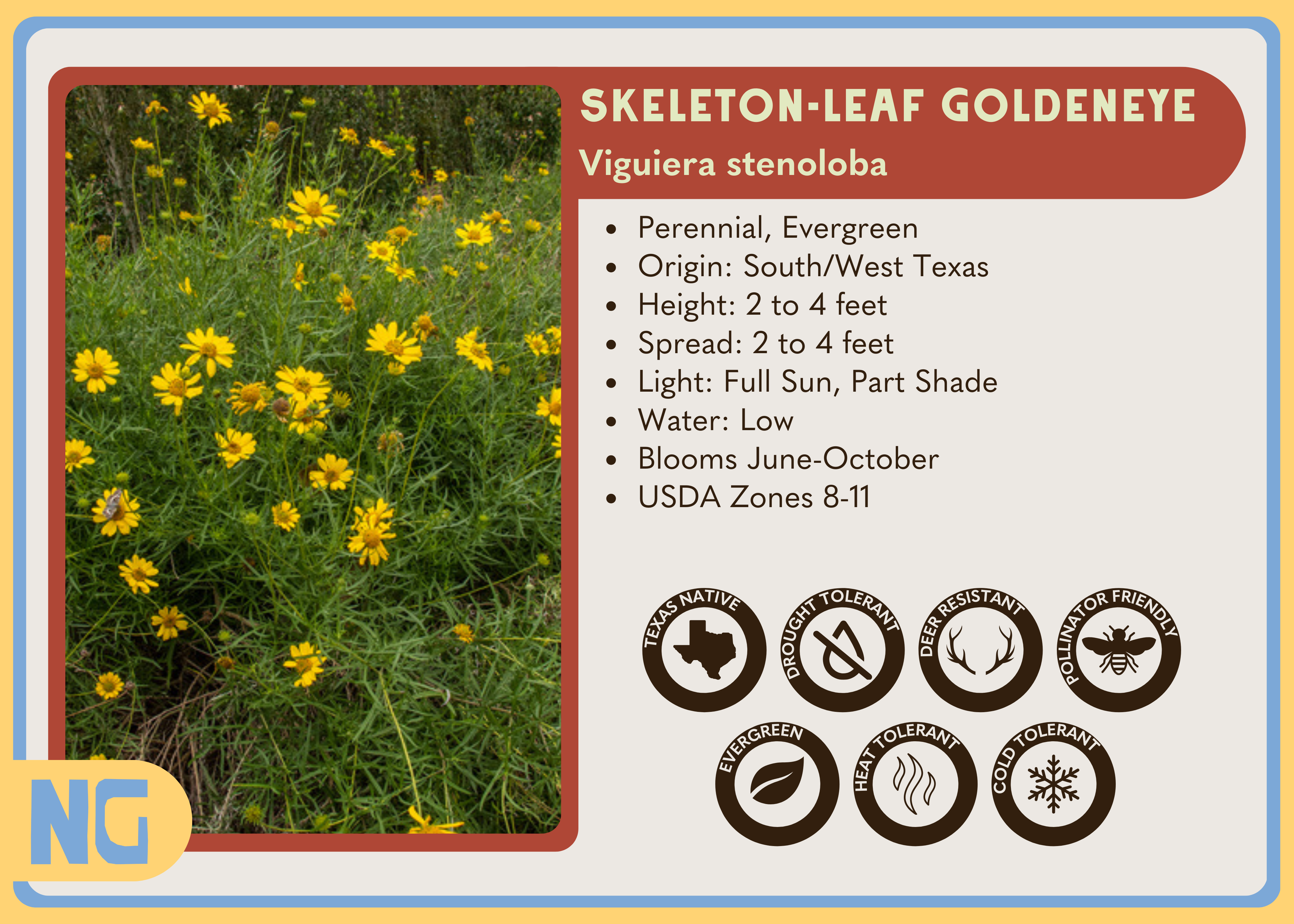 Skeleton-leaf Goldeneye