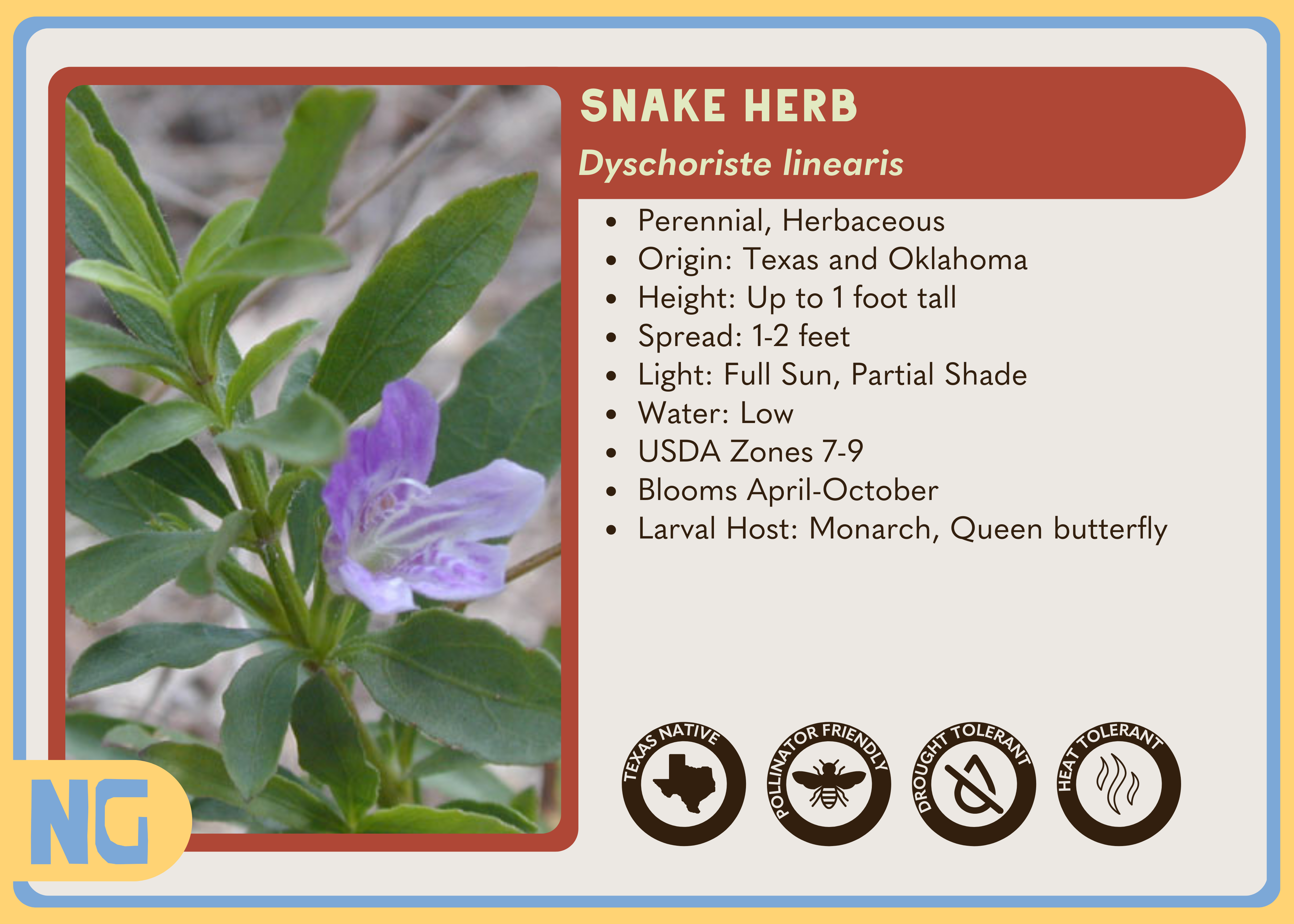 Snake Herb