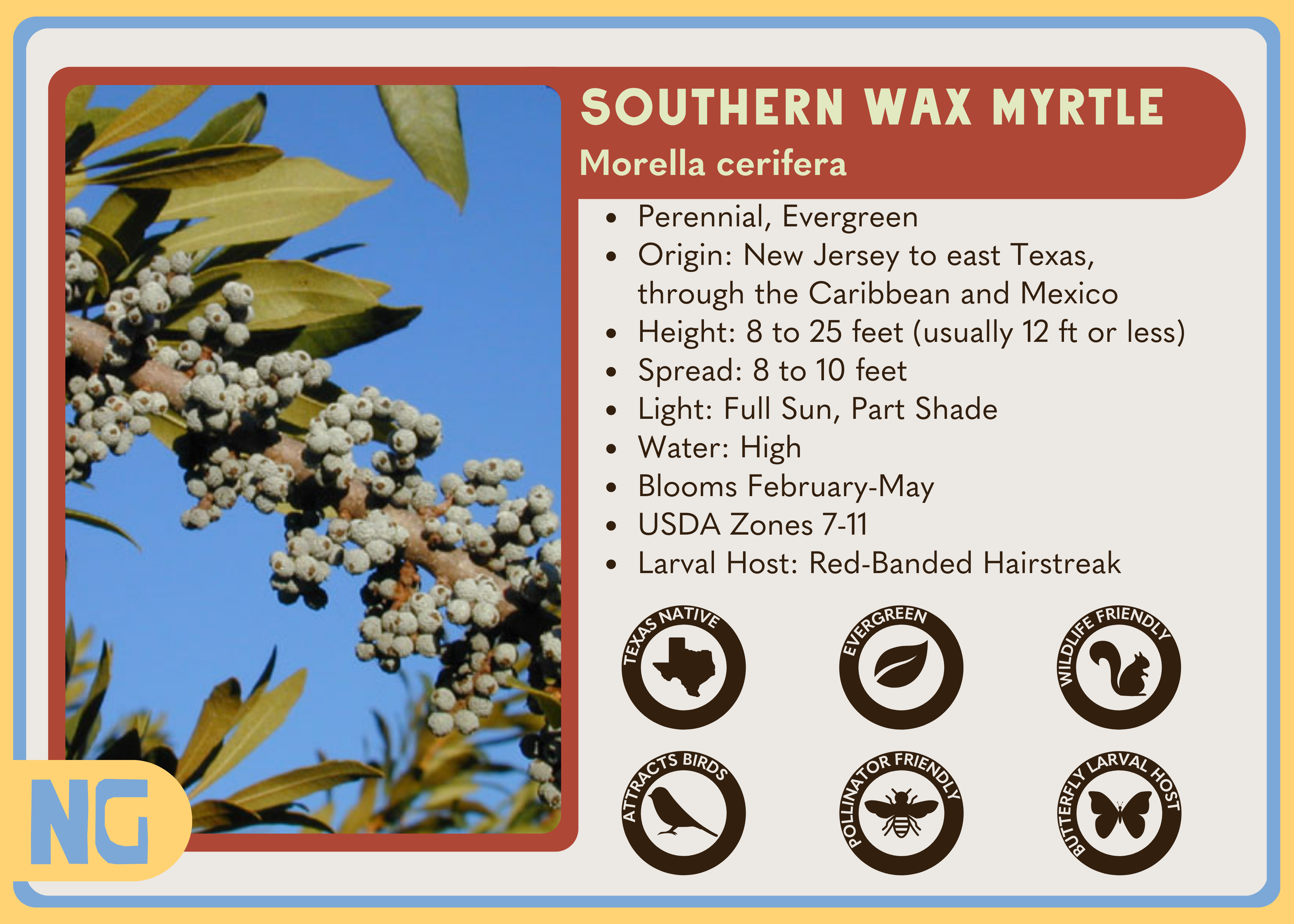 Southern Wax Myrtle