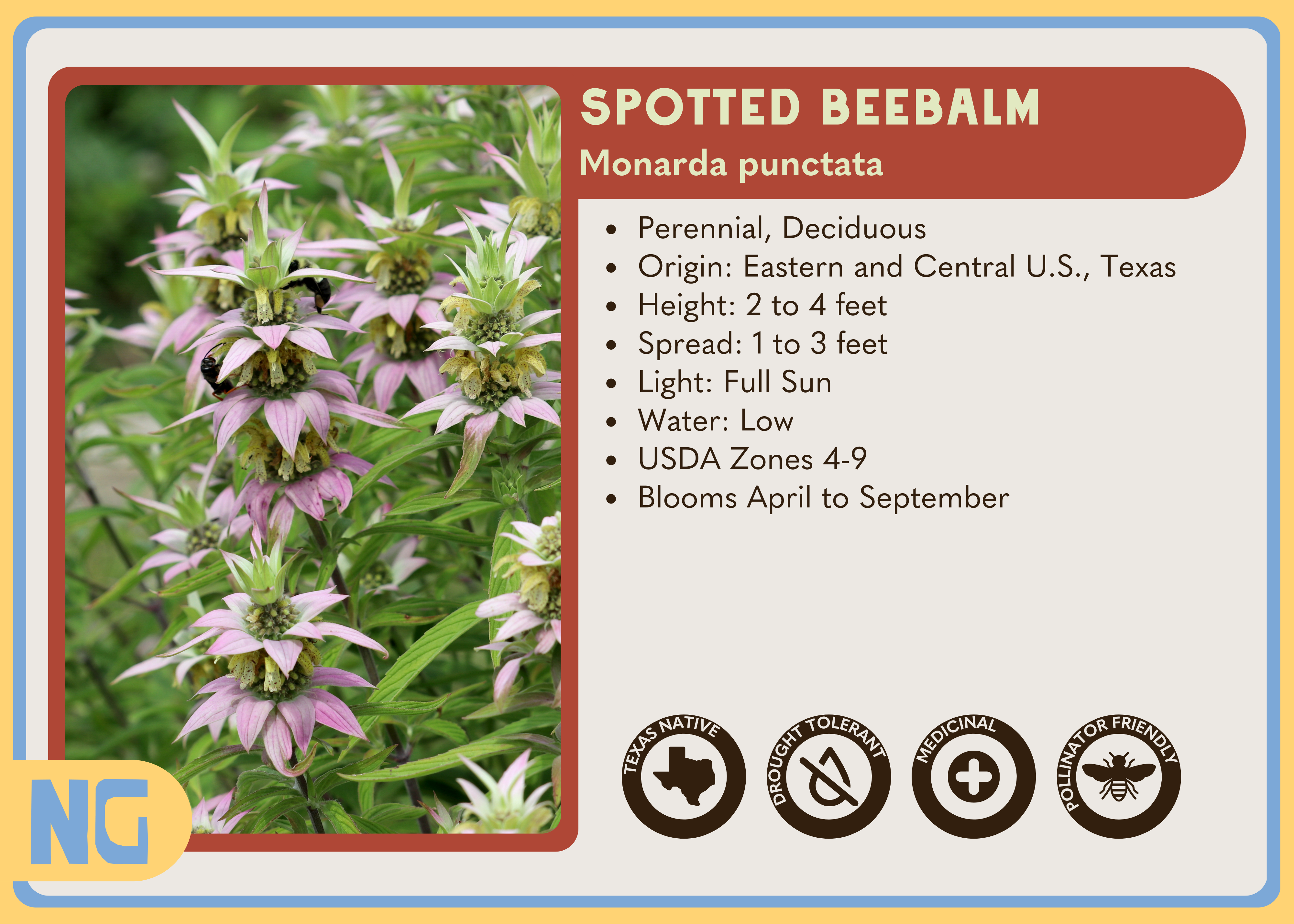 Spotted Beebalm