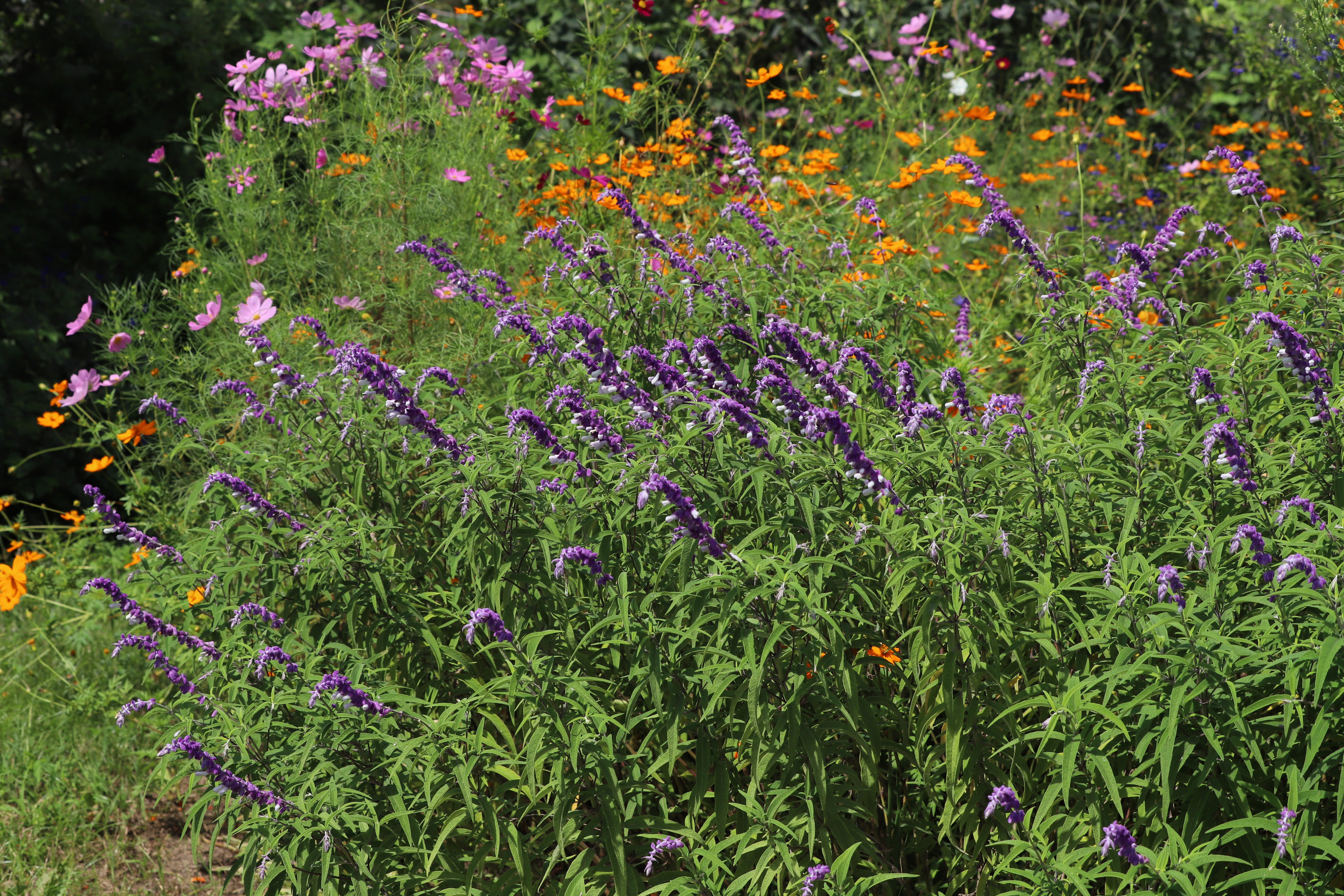 mexican bush sage