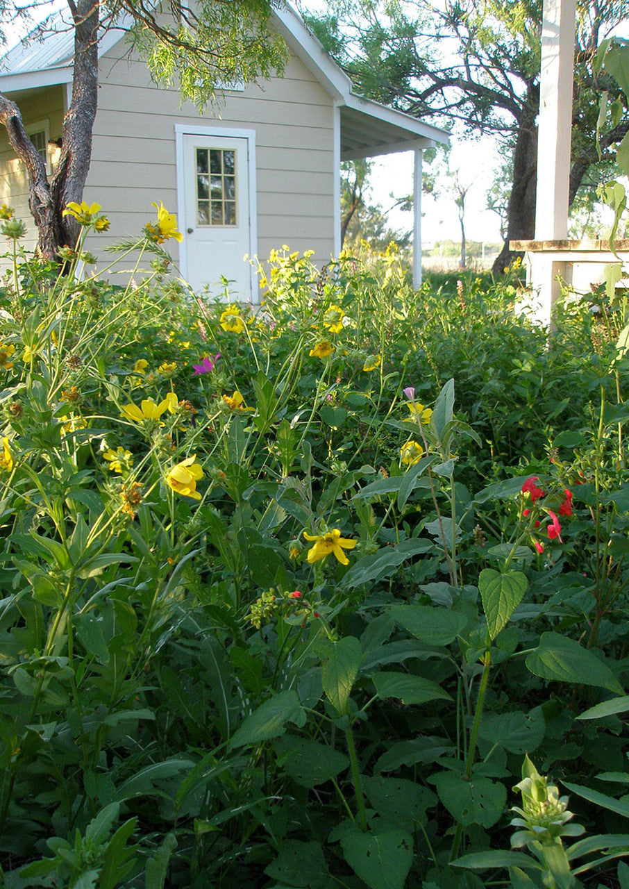 Shade-Friendly Wildflower Mix