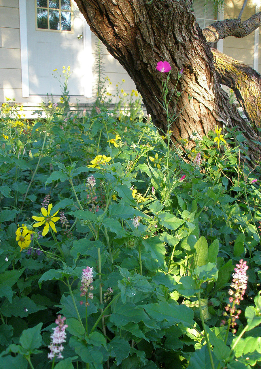 Shade-Friendly Wildflower Mix