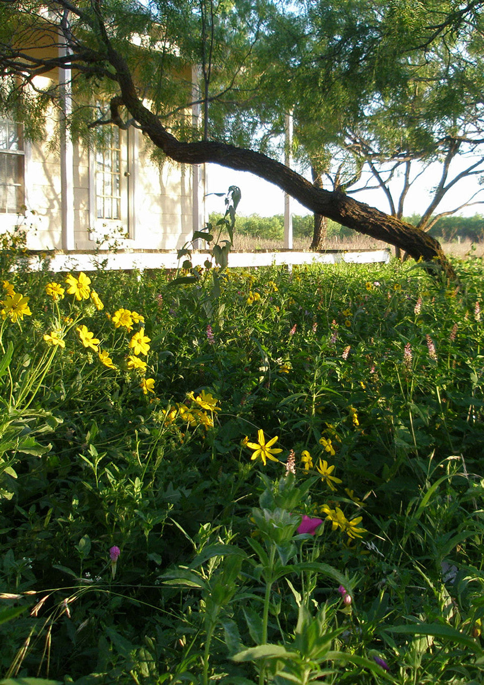 Shade-Friendly Wildflower Mix