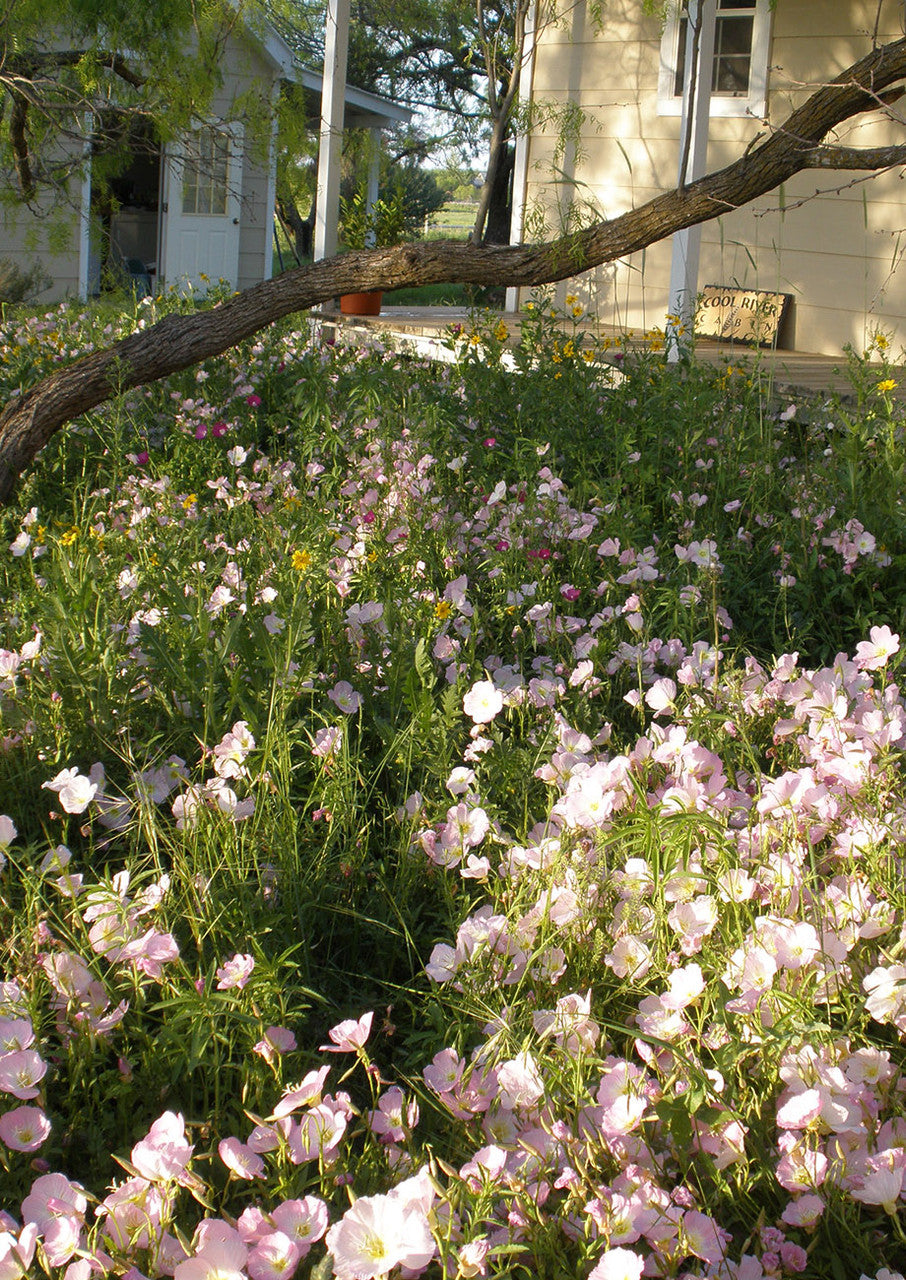 Shade-Friendly Wildflower Mix