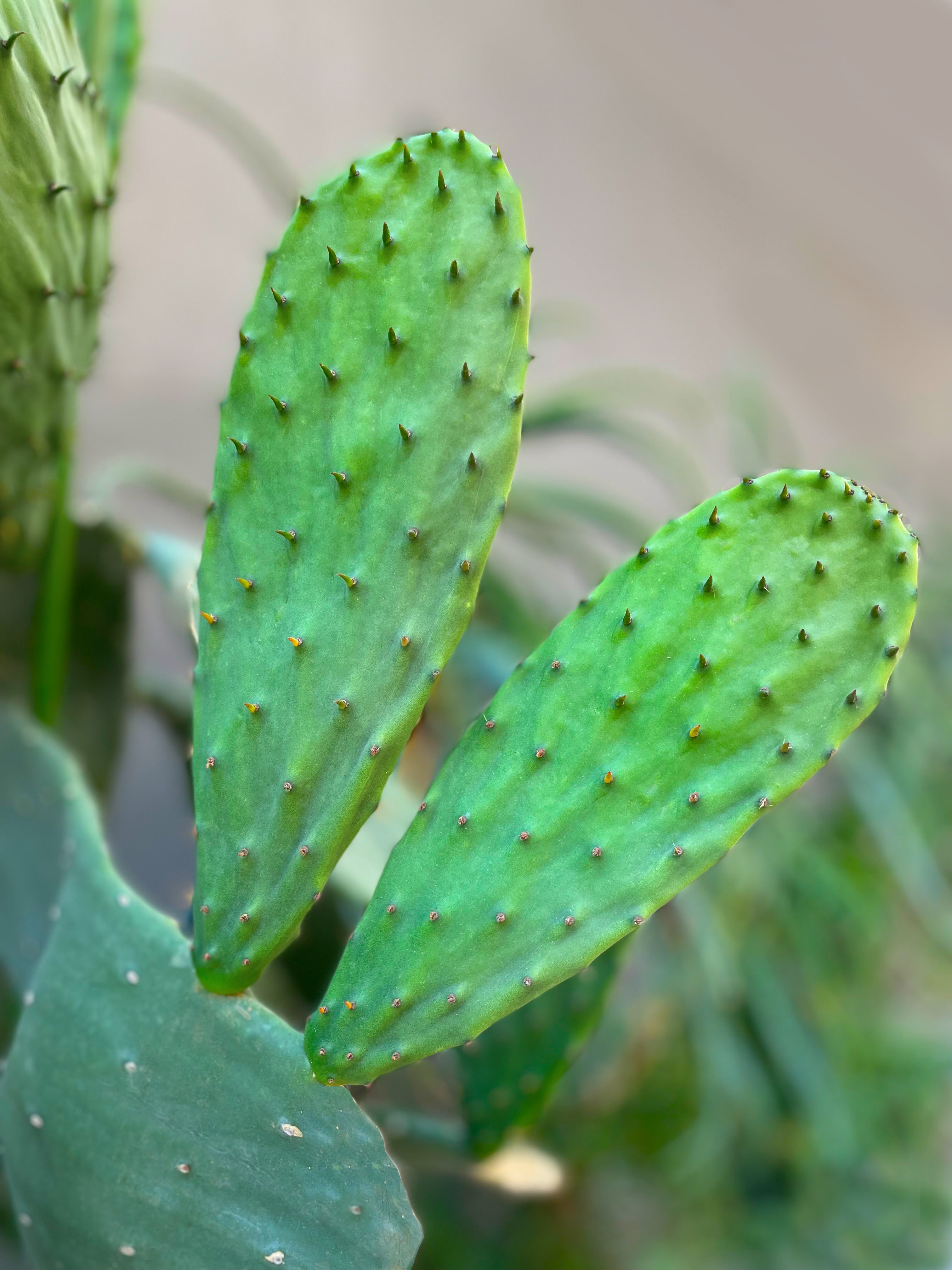 Spineless Prickly Pear