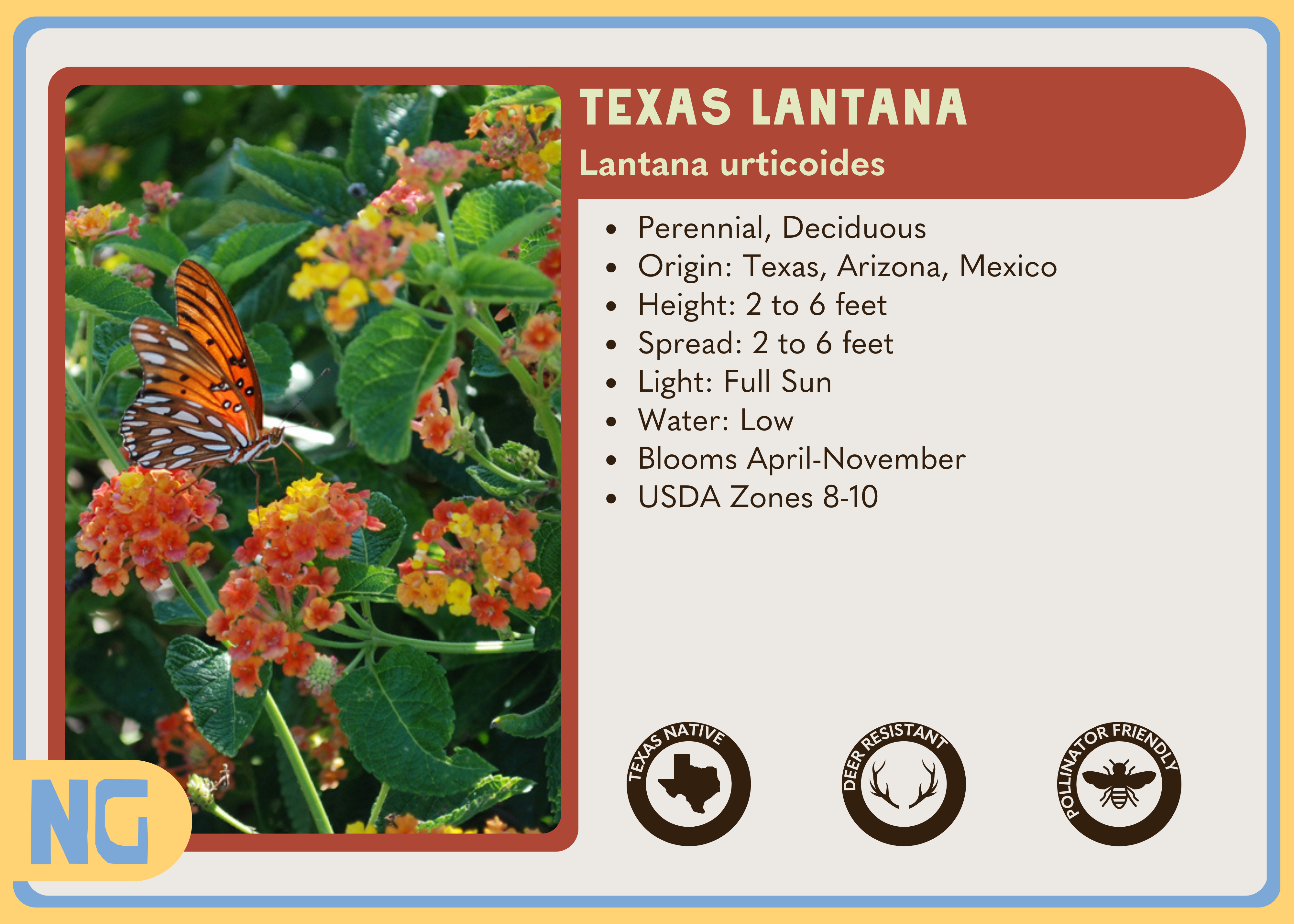 Texas Lantana